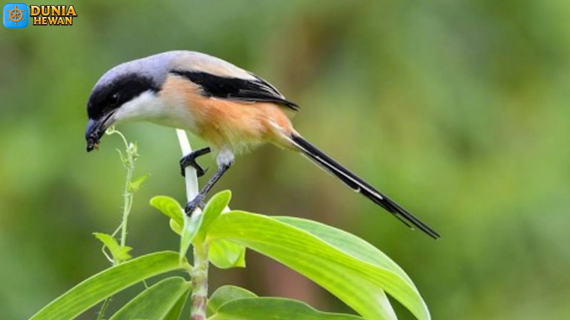 4 Ciri Fisik Dan Suara Burung Pentet Yang Bisa Diamati Di Alam