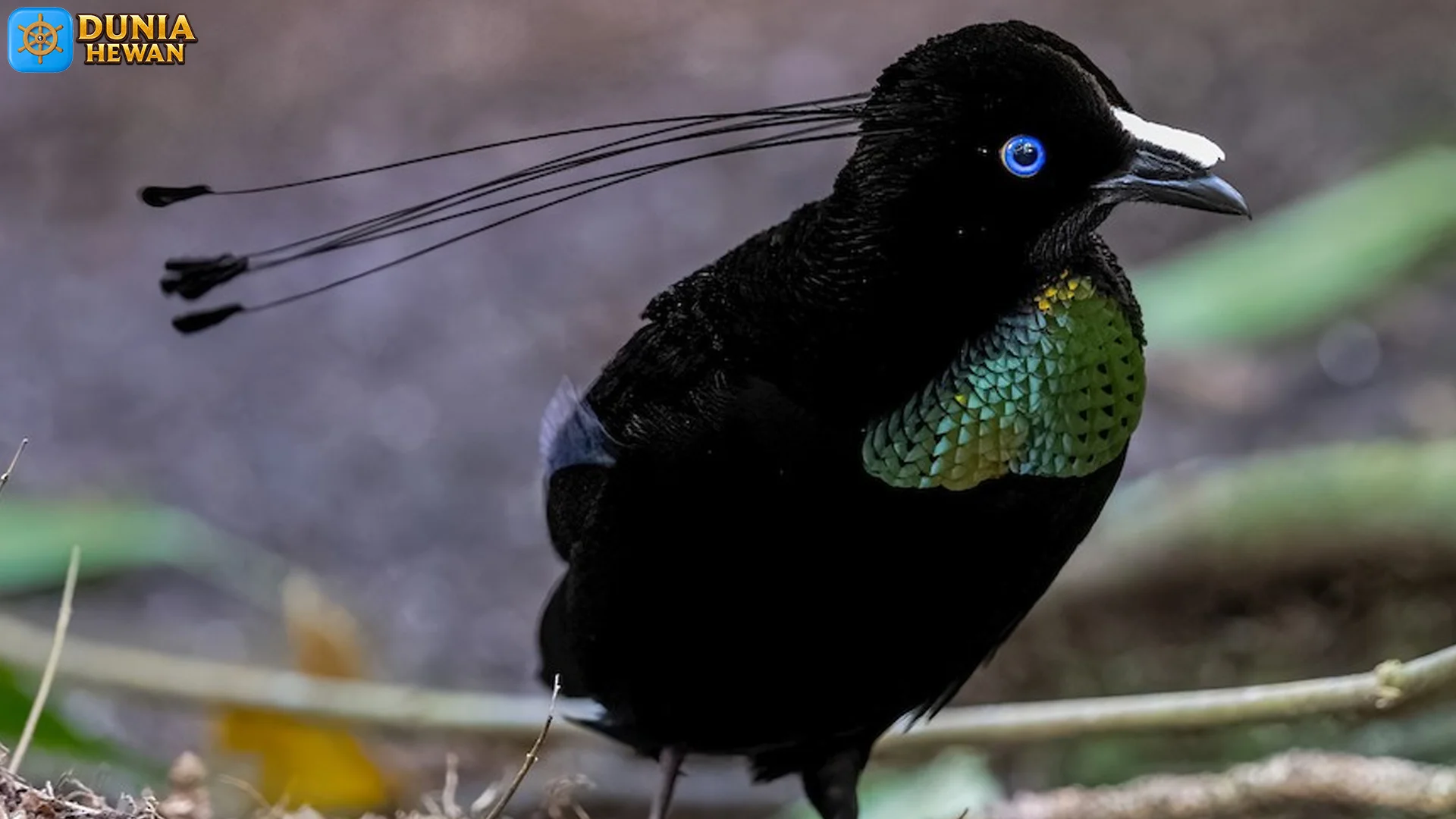 Daya Tarik Burung Parotia Lawes 4 yang Membuatnya Unik & Memikat 4 Daya Tarik Burung Parotia Lawes 4 yang Membuatnya Unik & Memikat