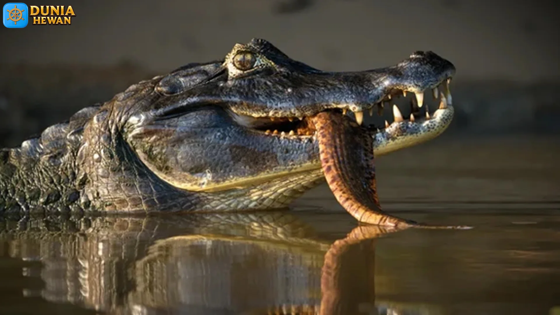 Hewan Kaiman Hitam dan 5 Karakteristik yang Membuat Mereka Unik