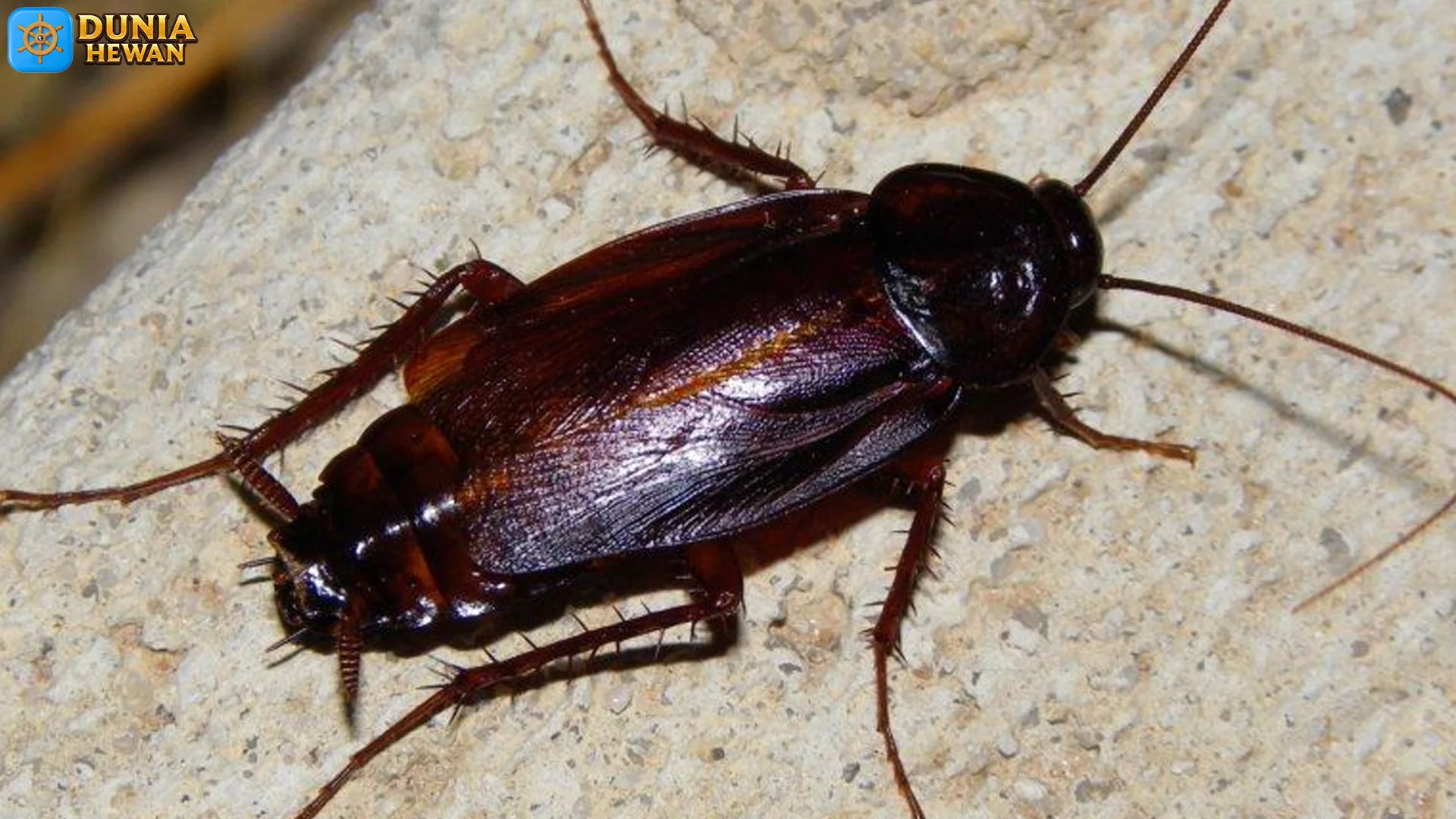5 Hal Menarik Tentang Blatta Yang Membuat Mereka Unik