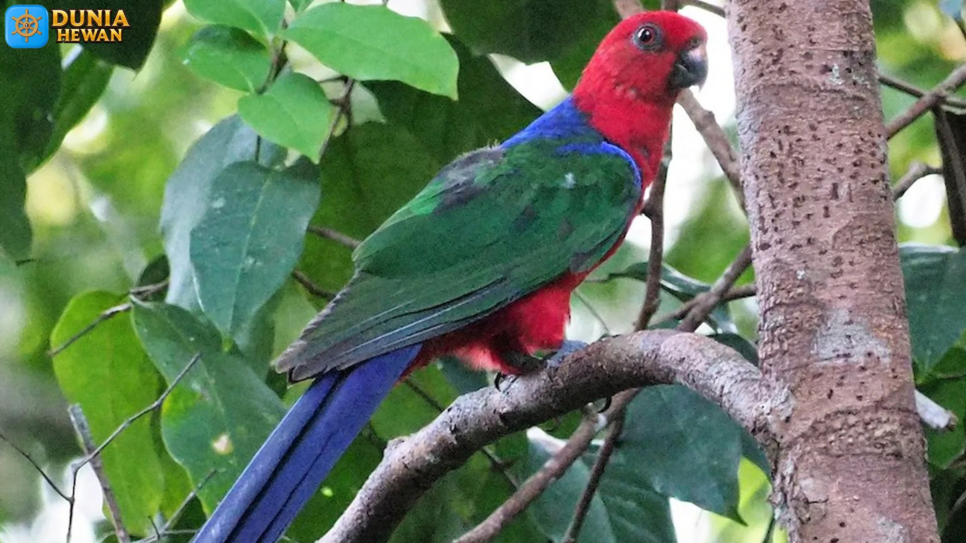 Jejak Baru 5 Perkembangan Nuri Raja Ambon Dari Alam Hingga Peliharaan