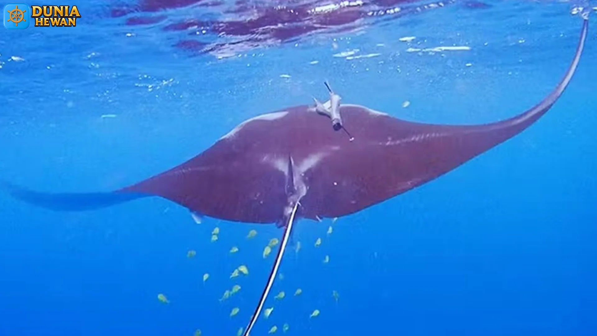 Hewan Pari Manta Karang 5 Terfavorit Ini Wajib Dijelajahi Pecinta Laut