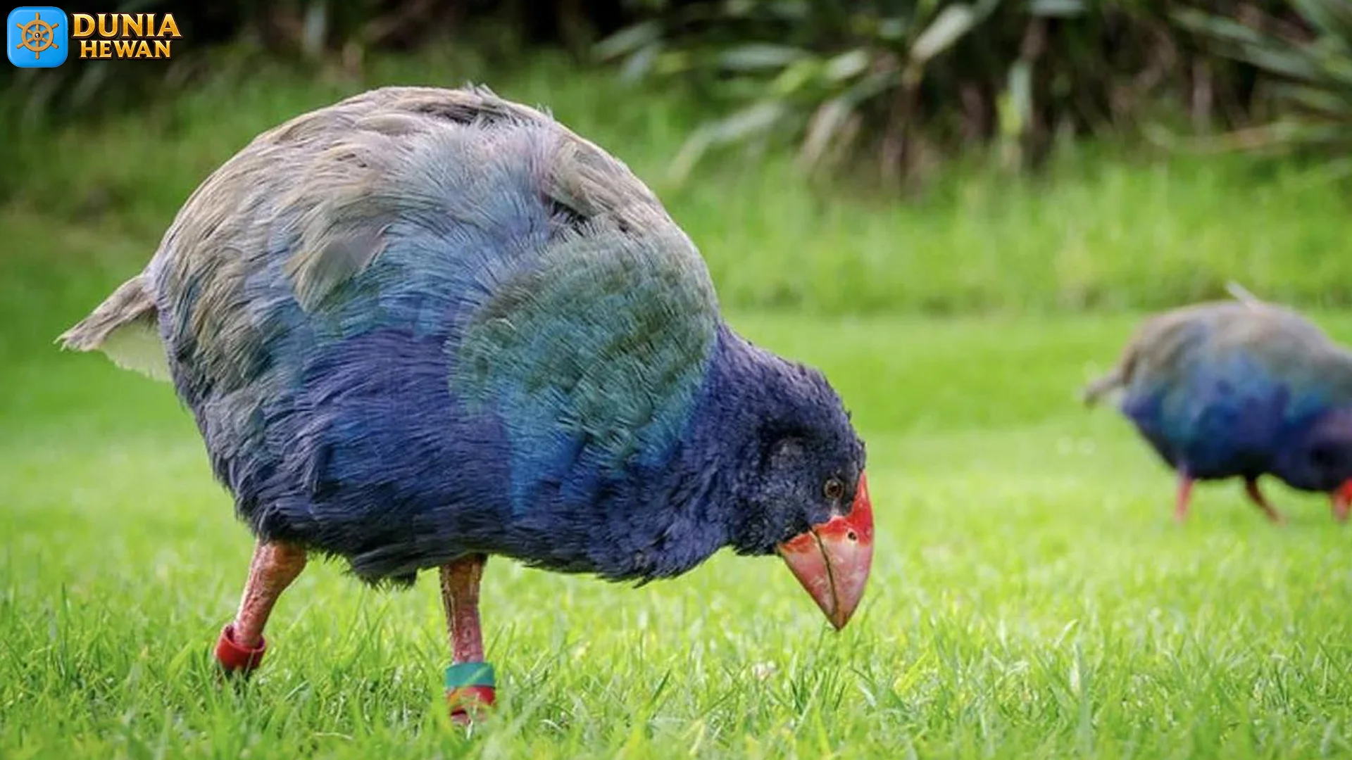 4 Fakta Ekologi Hewan Takahē Yang Wajib Diketahui Pecinta Alam