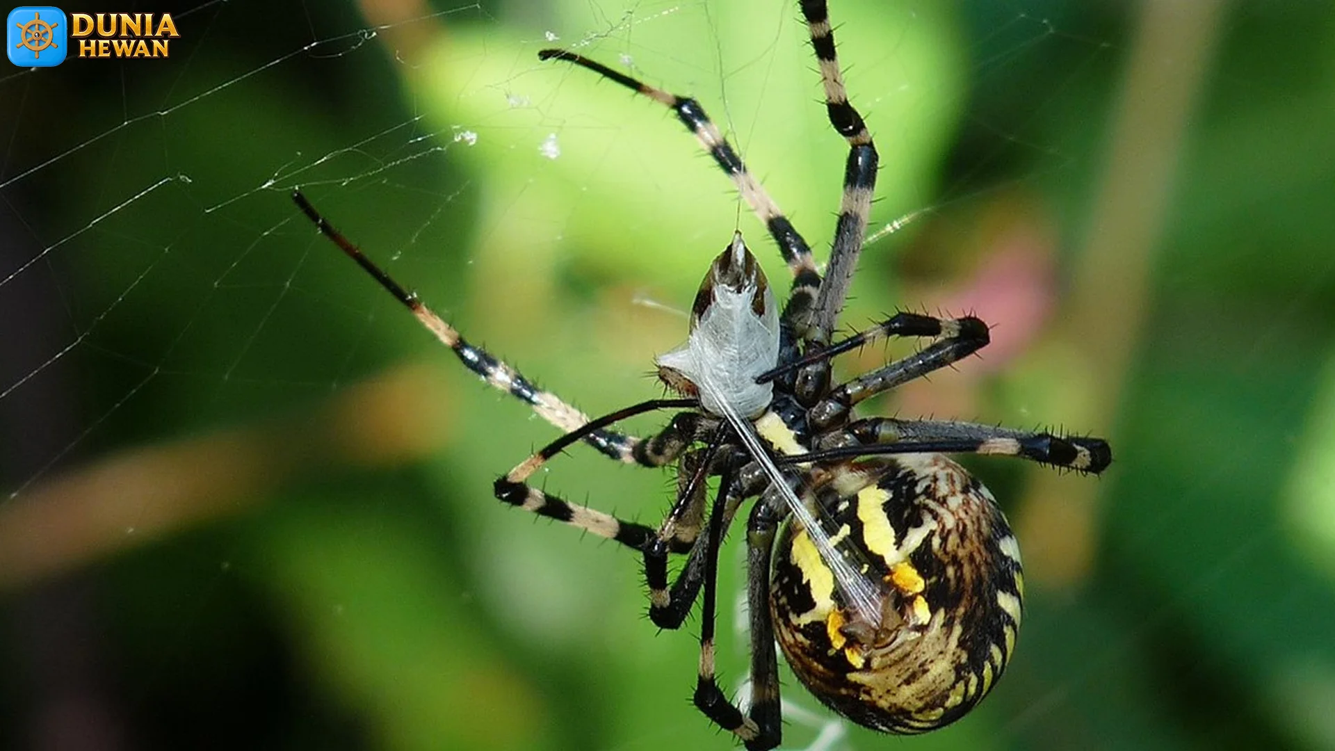 Laba Laba dan 5 Fakta Evolusi Yang Membuat Tubuh Mereka Unik