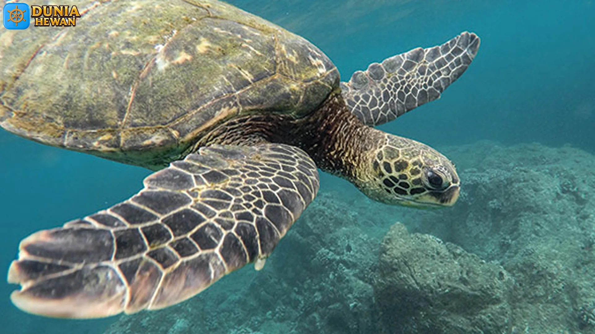 4 Keunikan Penyu Yang Membuat Hewan Ini Tampak Memukau