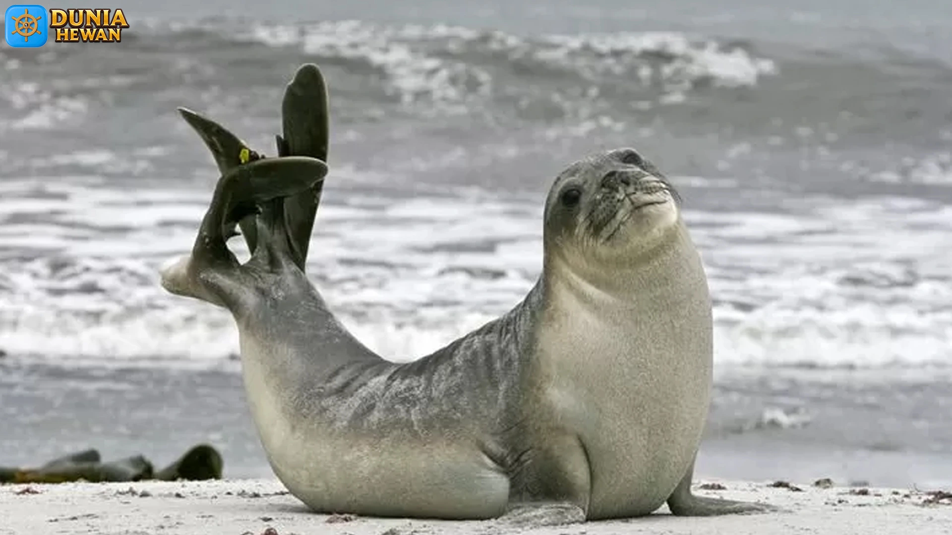 Anjing Laut dalam 5 Fakta Hidup yang Mengagumkan