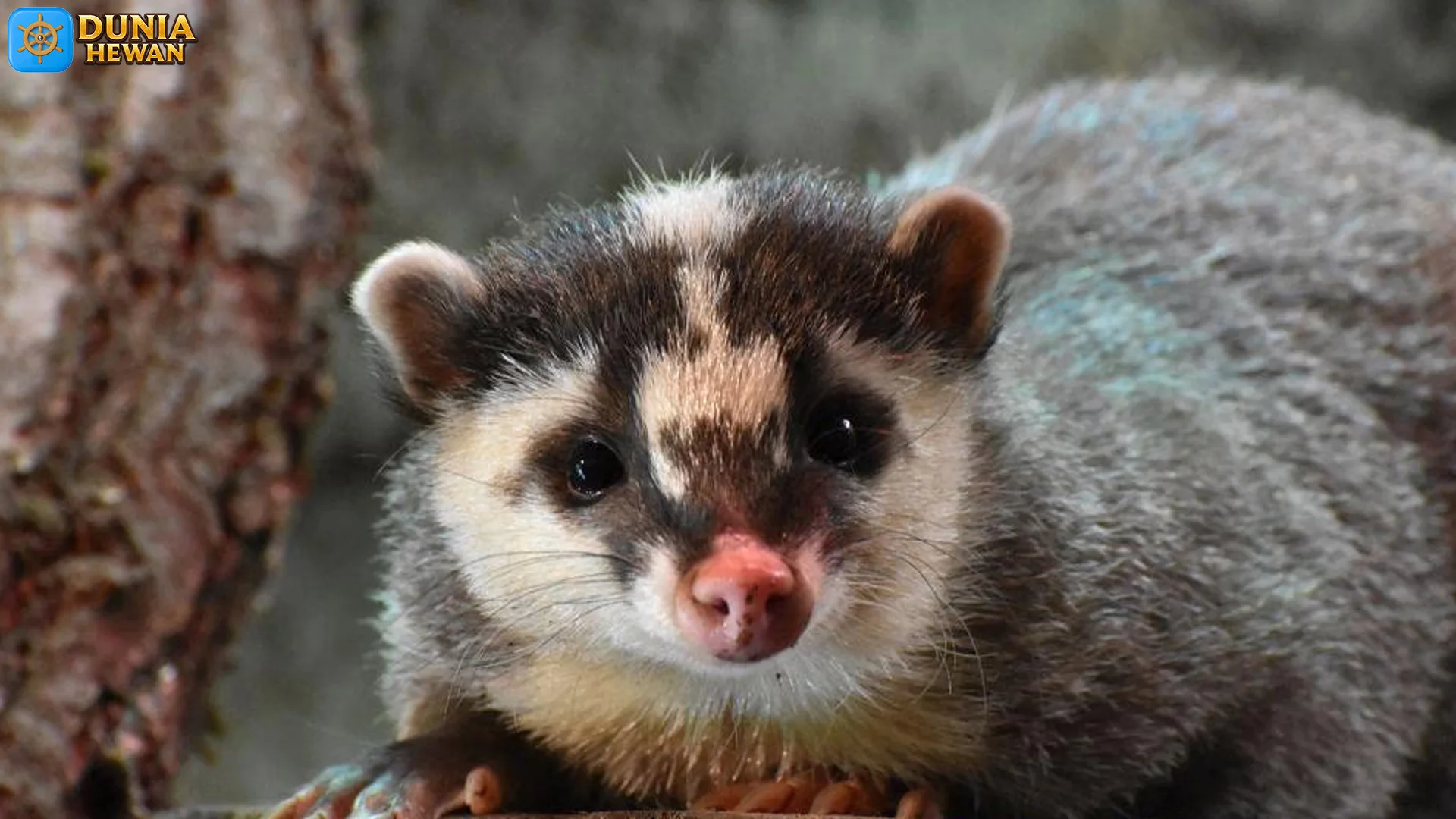 Perilaku Biul Slentek 5 Strategi Bertahan Hidup dari Predator Liar