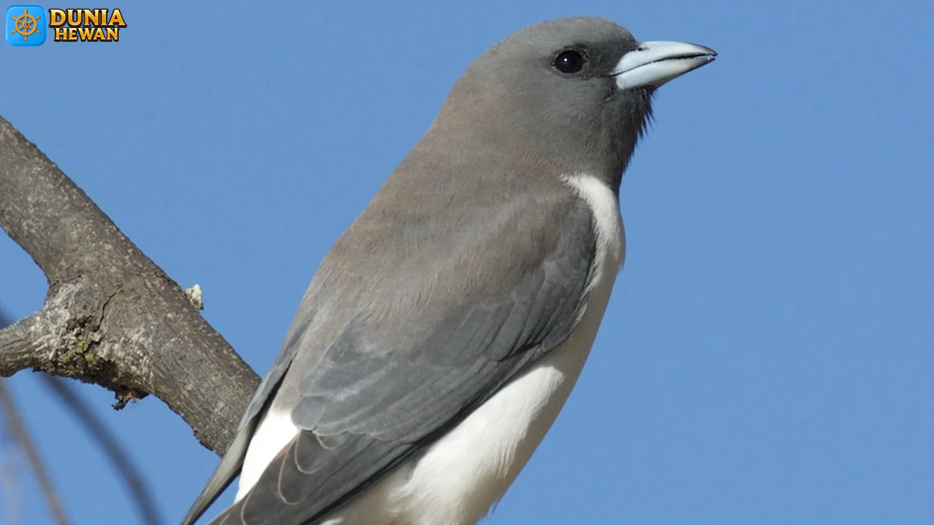 Kekep Babi Bisa Menawarkan 3 Pola Suara Yang Membuatnya Unik