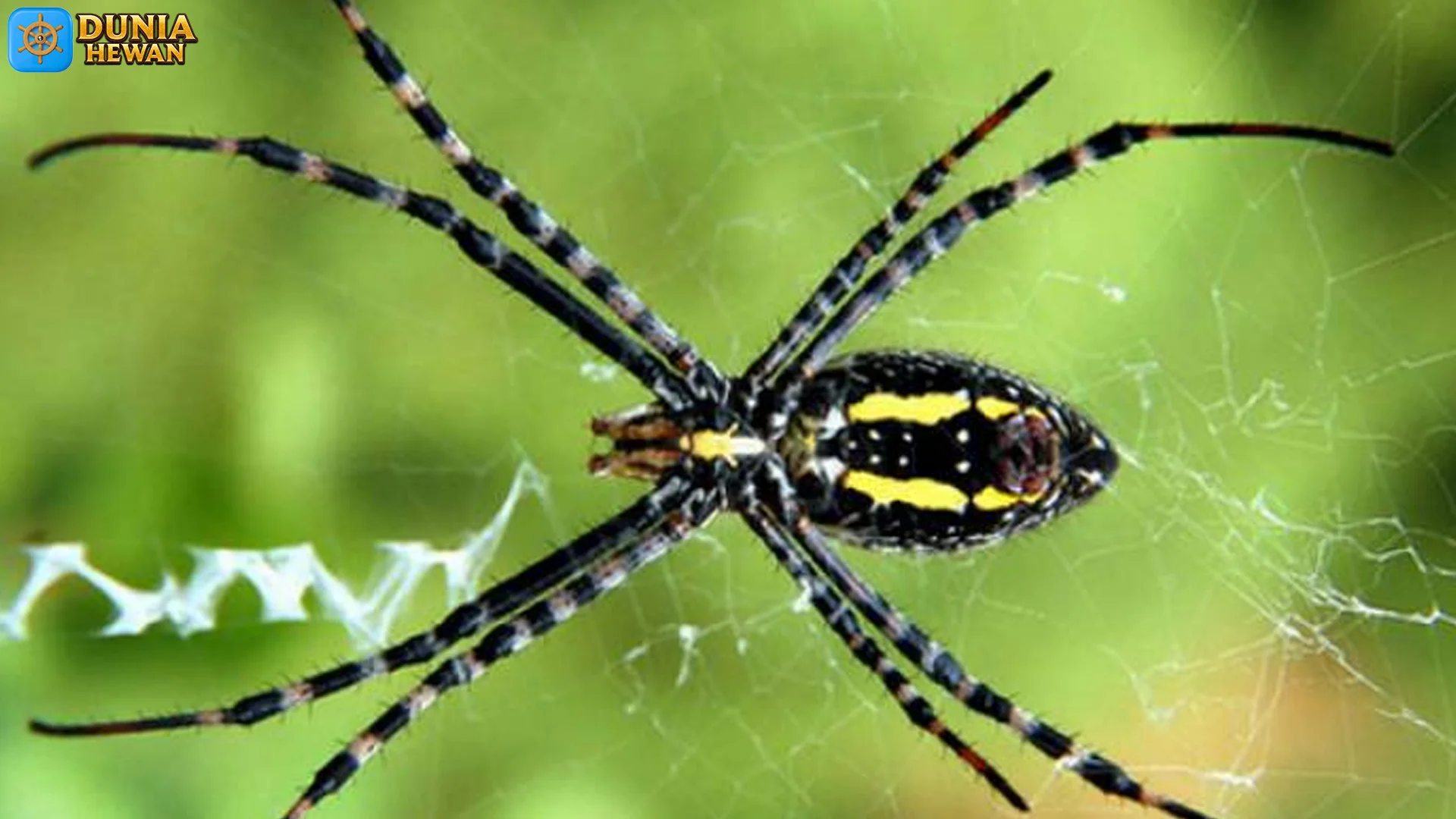 Laba Laba dan 5 Fakta Evolusi Yang Membuat Tubuh Mereka Unik