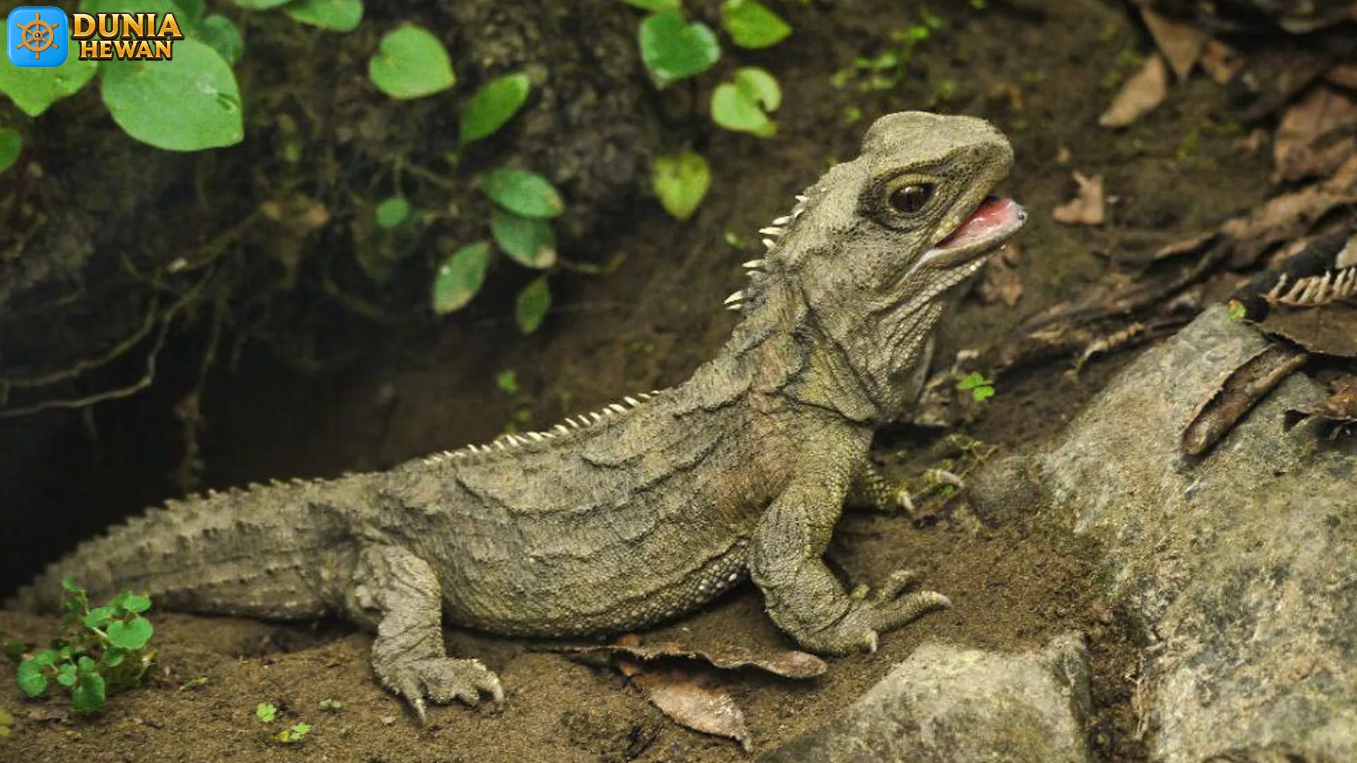 Squamata 5 Perilaku Hewan Reptil yang Bisa Diamati di Habitat Asli