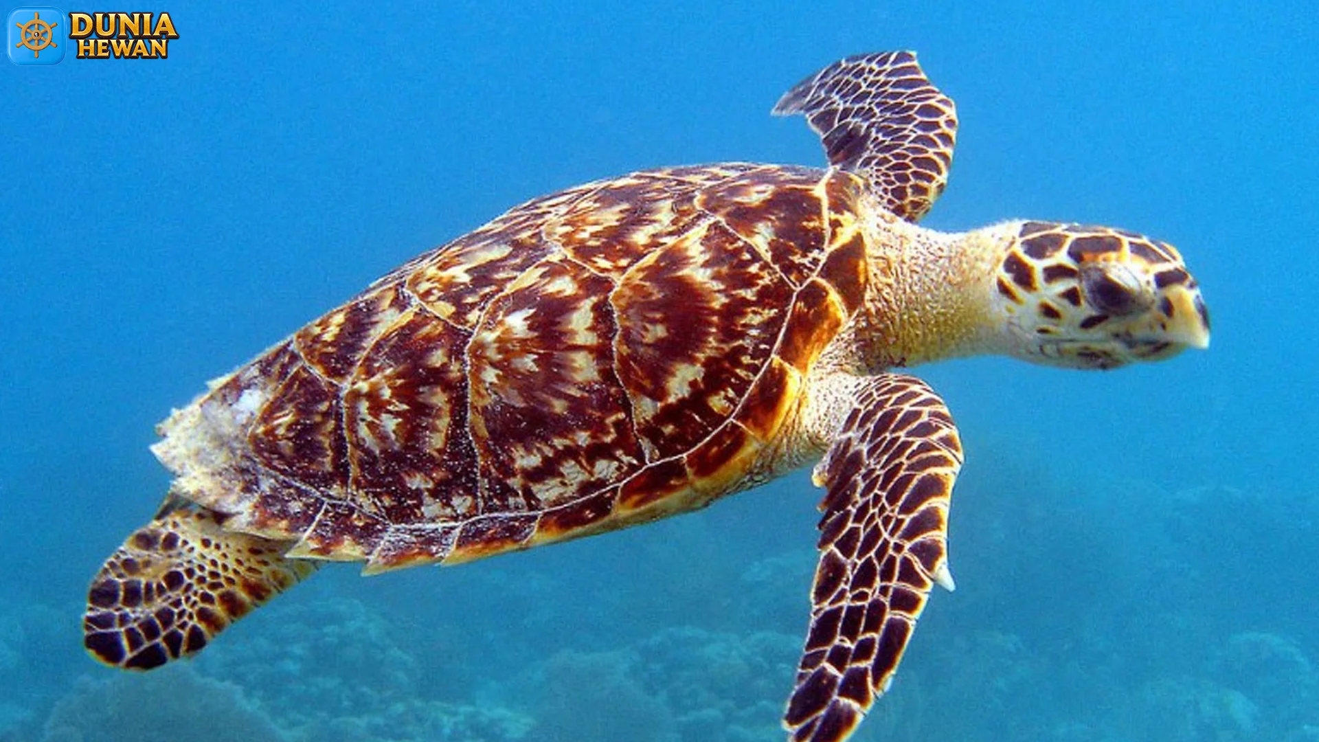 4 Keunikan Penyu Yang Membuat Hewan Ini Tampak Memukau 2 4 Keunikan Penyu Yang Membuat Hewan Ini Tampak Memukau