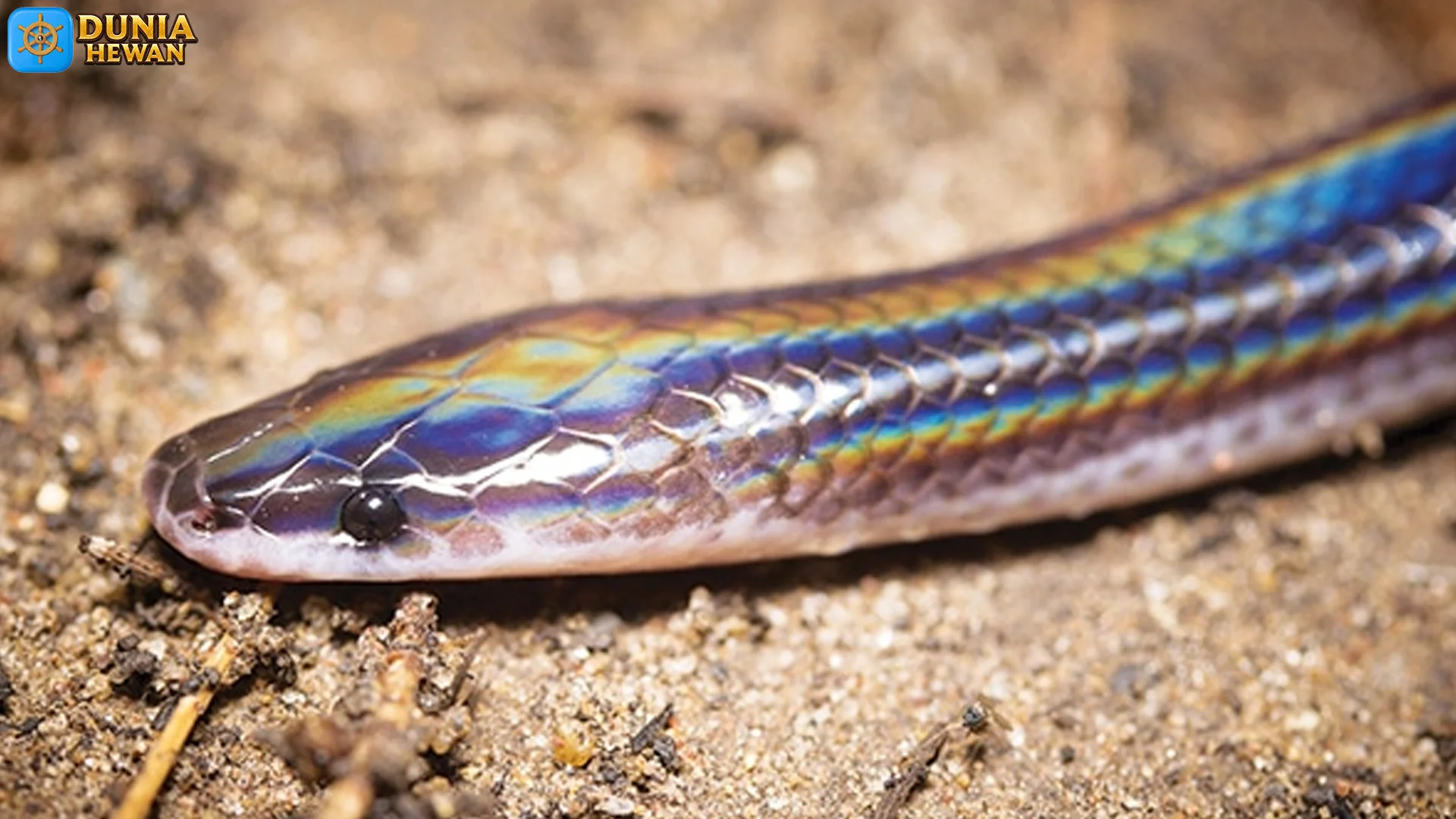 Ular Pelangi Bisa Memiliki 3 Strategi Berburu Yang Efektif Di Habitat Asli 2 Ular Pelangi Bisa Memiliki 3 Strategi Berburu Yang Efektif Di Habitat Asli