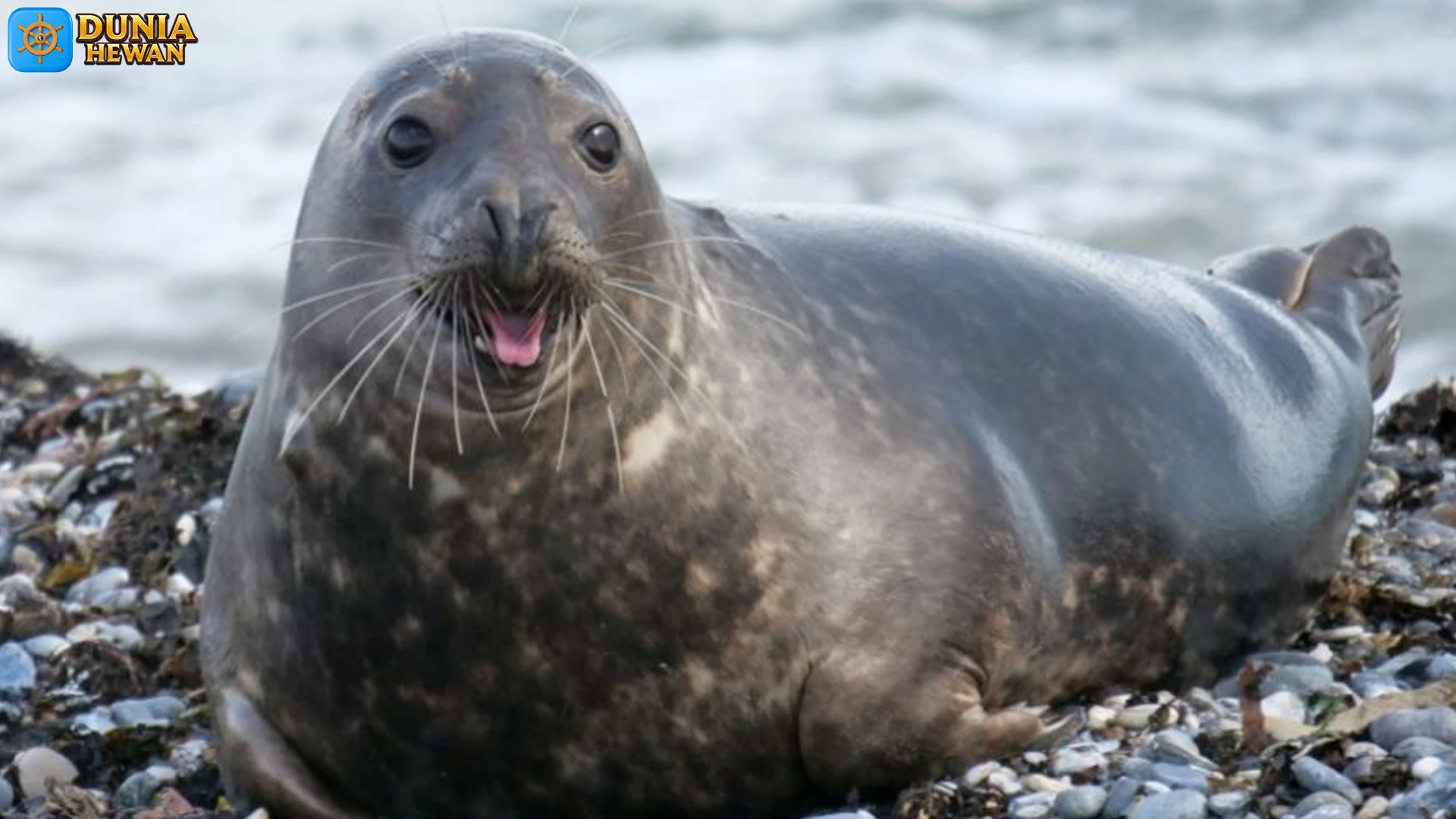 Anjing Laut dalam 5 Fakta Hidup yang Mengagumkan