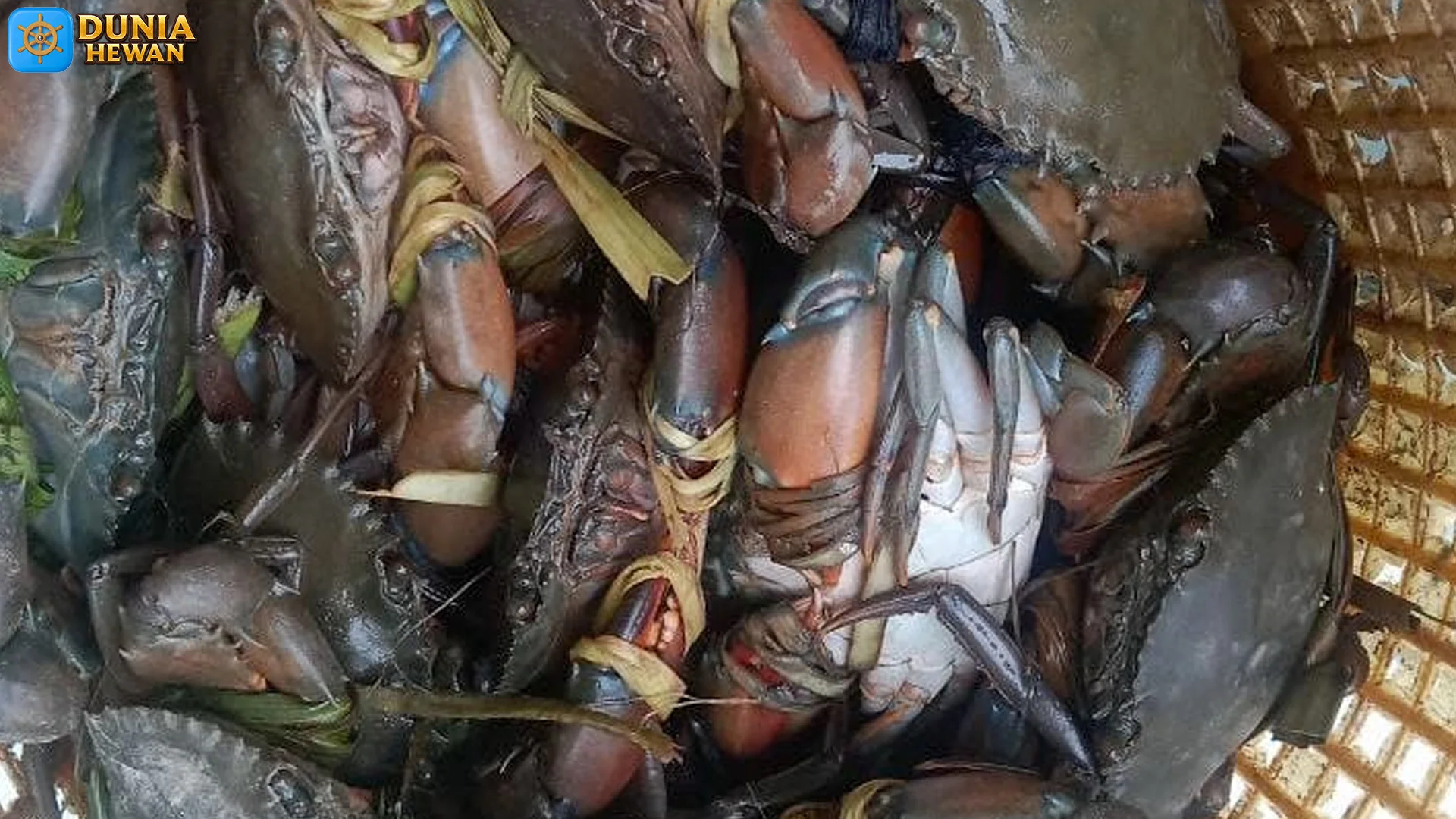 Kepiting Bakau dan 5 Cara Mereka Bertahan Hidup di Ekosistem Pesisir
