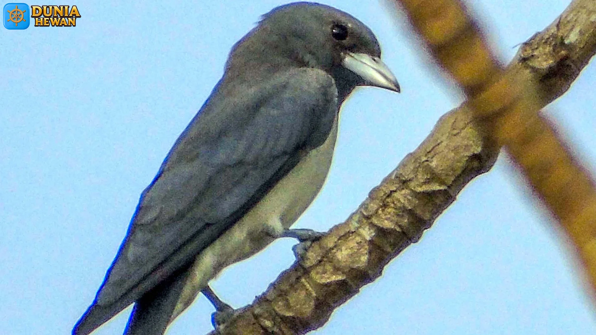 Kekep Babi Bisa Menawarkan 3 Pola Suara Yang Membuatnya Unik