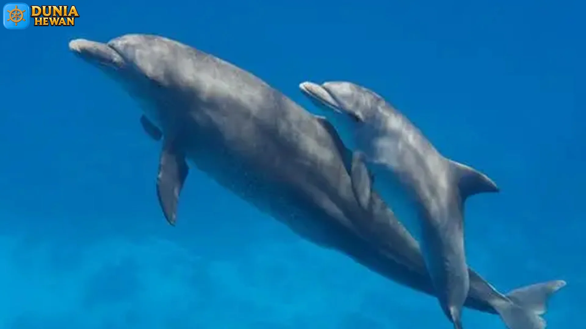 5 Fakta Menarik Tentang Hewan Lumba Lumba Jarang Diketahui