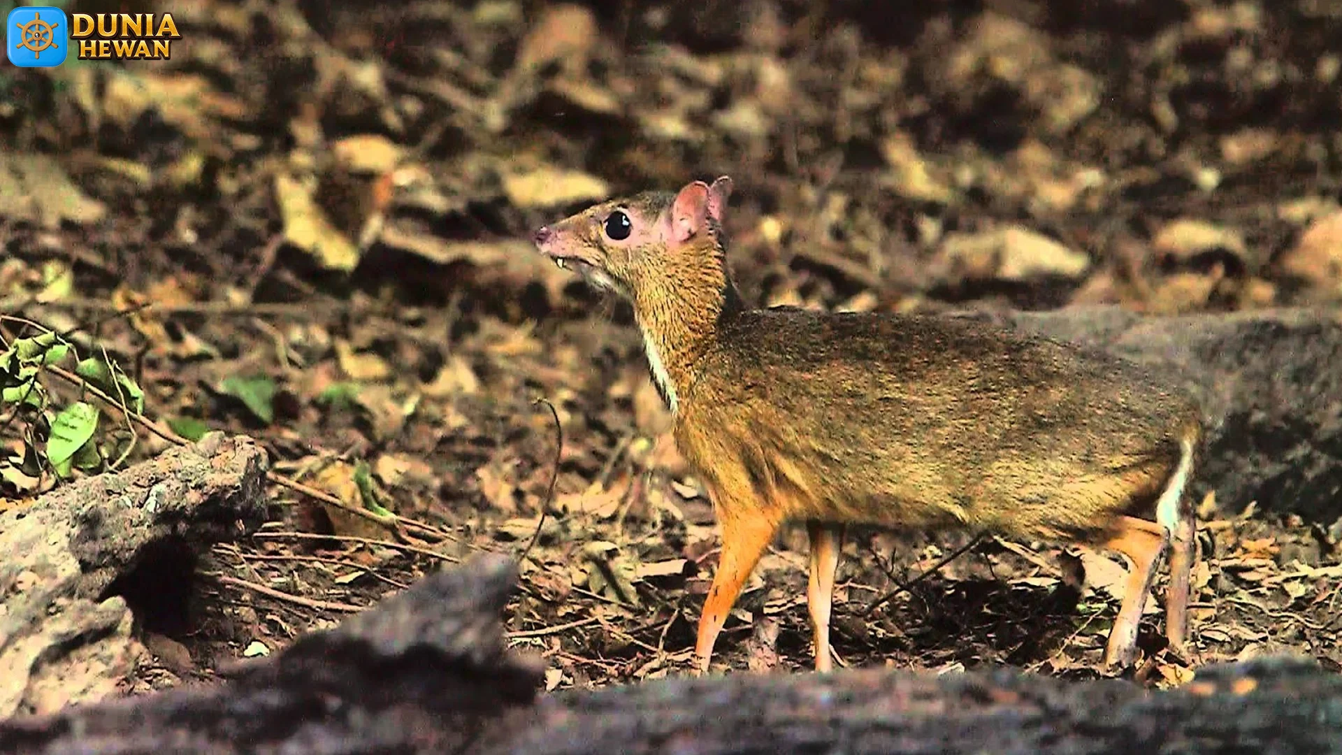 Kancil Di Hutan Tropis 5 Perilaku Menarik Yang Jarang Diketahui