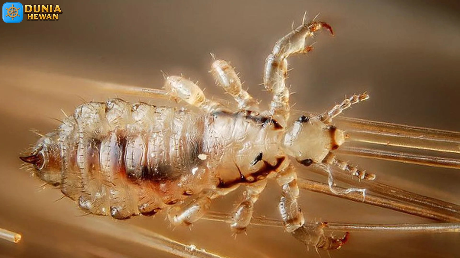 Cara Kutu 5 Bertahan Hidup pada Berbagai Habitat dan Lingkungan