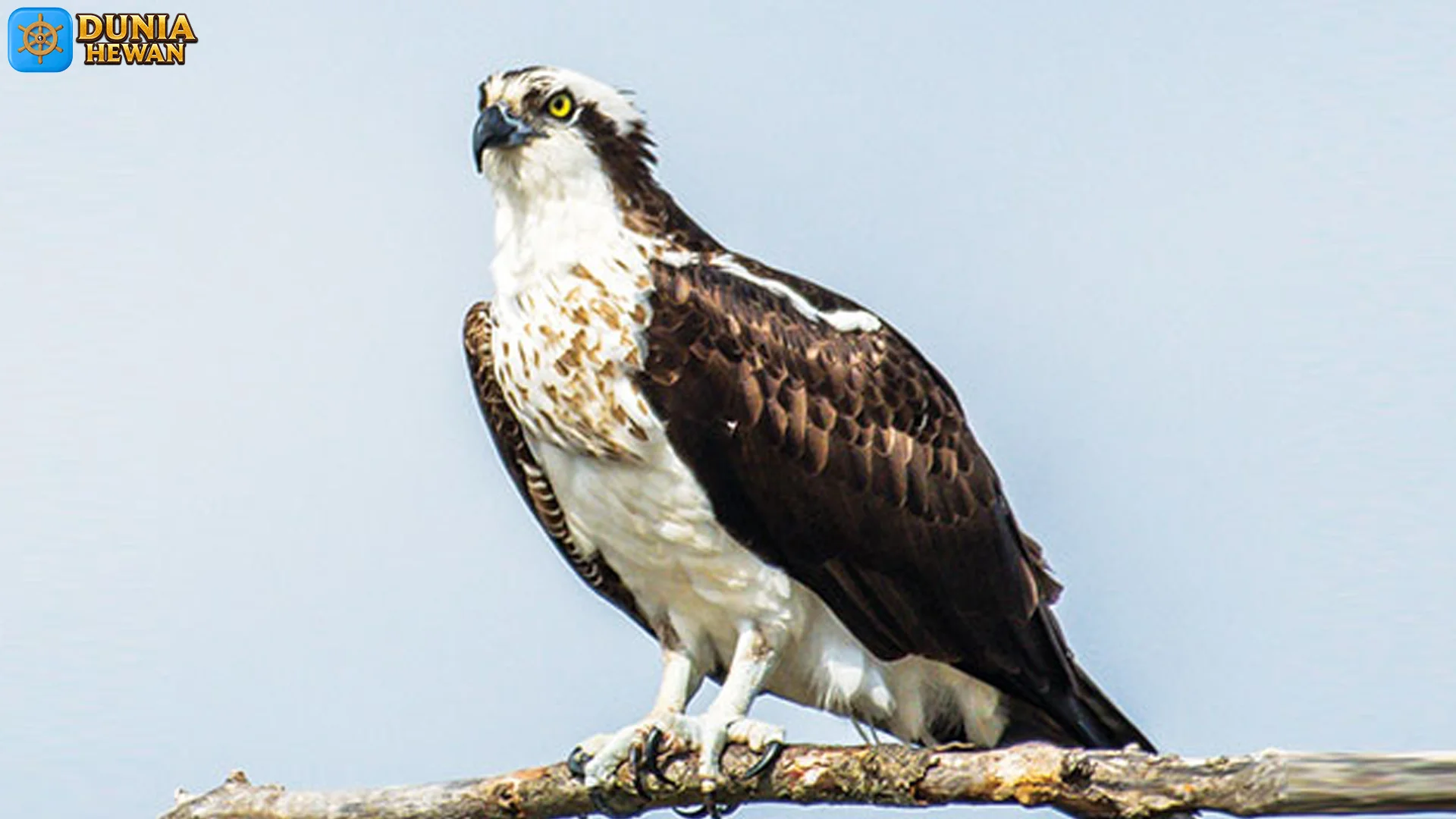 Elang Tiram 5 Bukti Tentang Karakteristik Baru dan Adaptasi Lingkungan