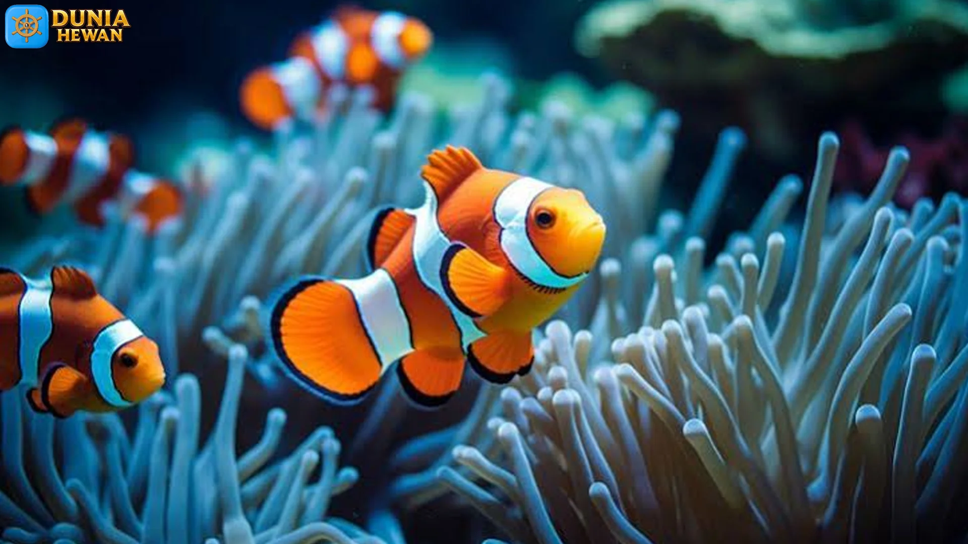 5 Adaptasi Hewan Ikan Badut Di Lingkungan Terumbu Karang