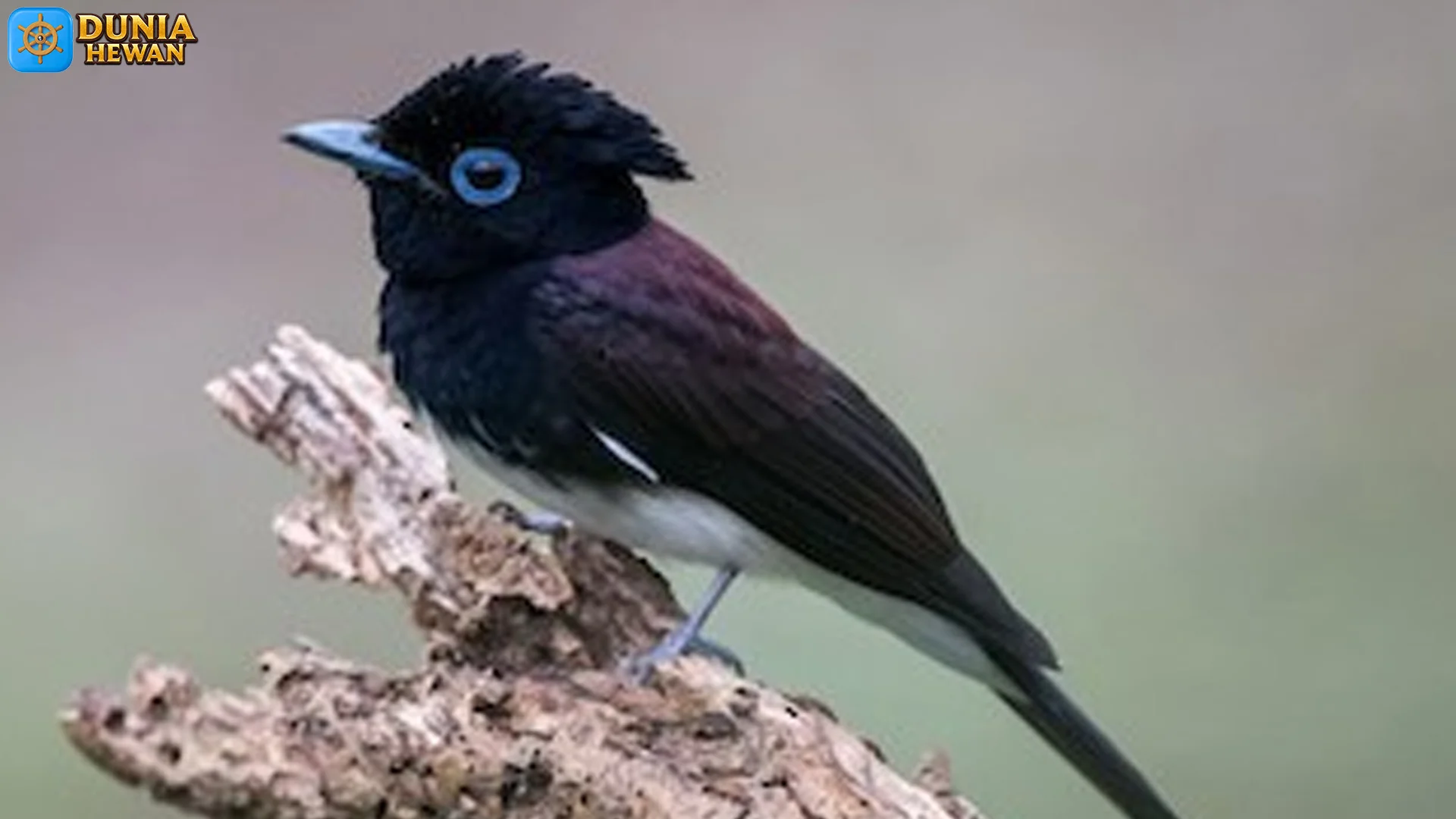 Hewan Seriwang Hitam Memiliki 5 Bukti Menarik Yang Jarang Diketahui 2 Hewan Seriwang Hitam Memiliki 5 Bukti Menarik Yang Jarang Diketahui