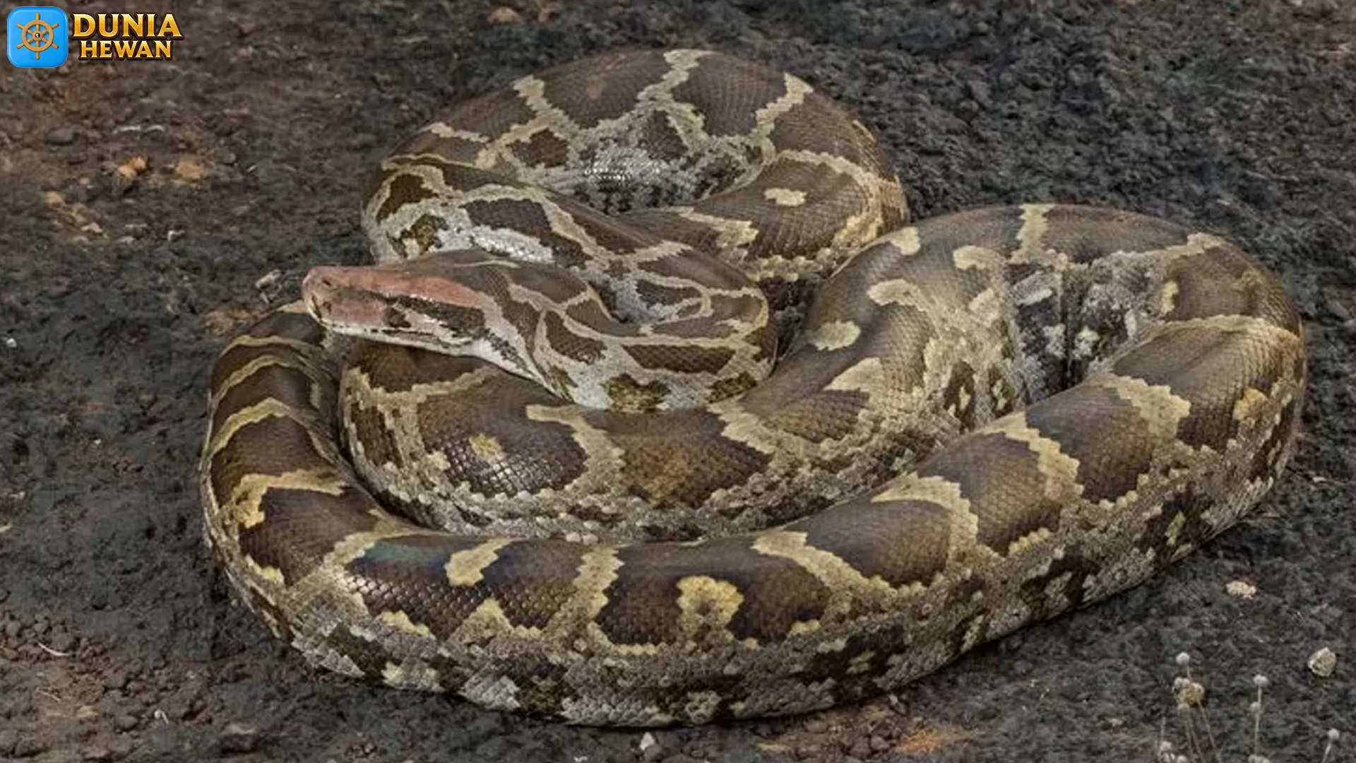 5 Bukti Ular Sanca India yang Membuat Peneliti Satwa Terpesona