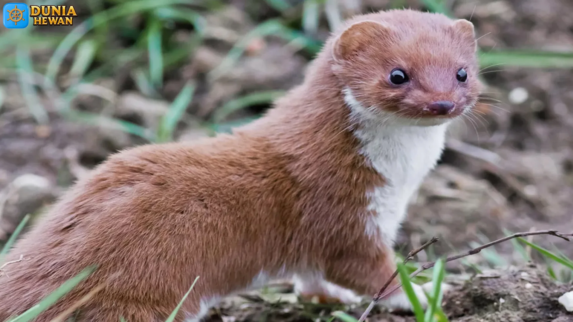 Dunia Cerpelai dan 5 Kehebatan Predator Kecil di Alam Liar Hutan