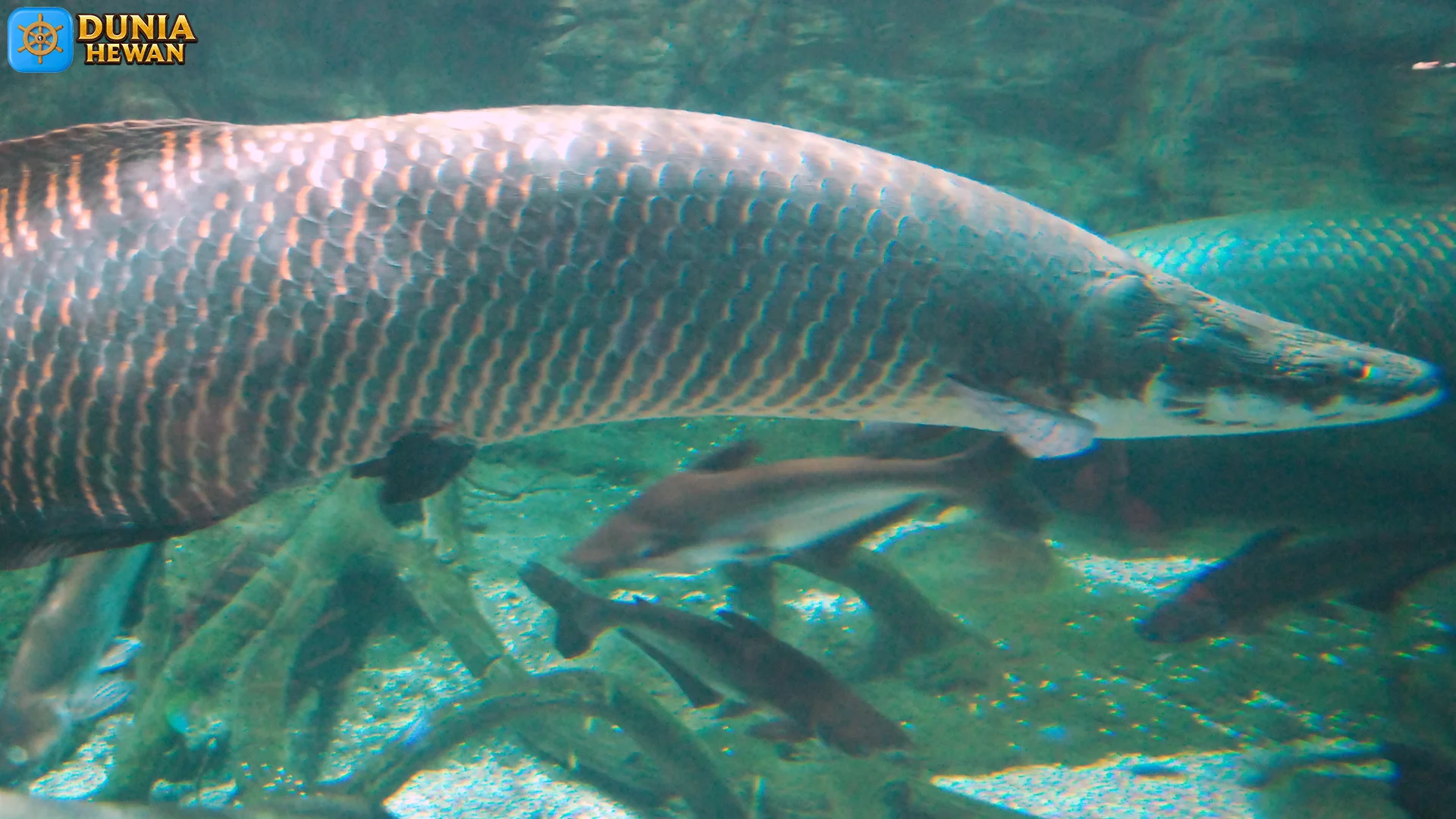 Arapaima 4 Cara Bernapas dan Bertahan Hidup di Perairan Tropis