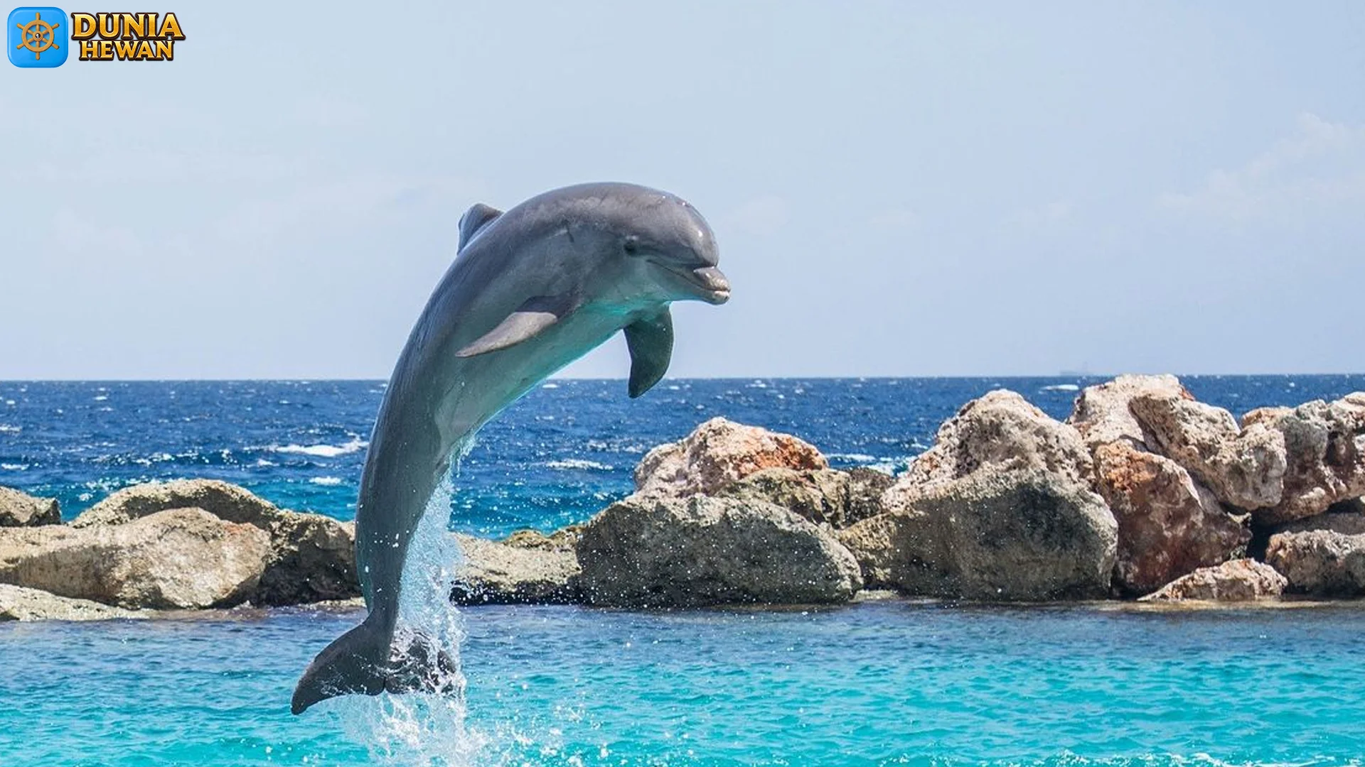 5 Fakta Menarik Tentang Hewan Lumba Lumba Jarang Diketahui