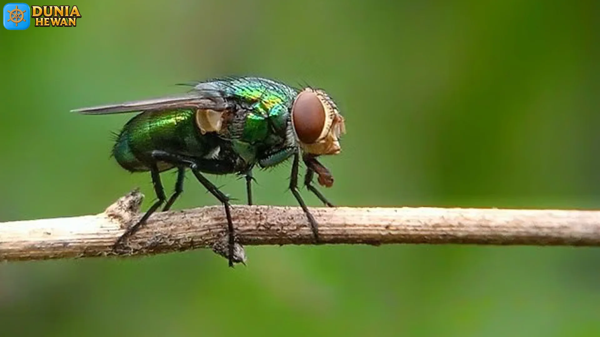Dunia Lalat dan 5 Peran Pentingnya Dalam Keseimbangan Alam
