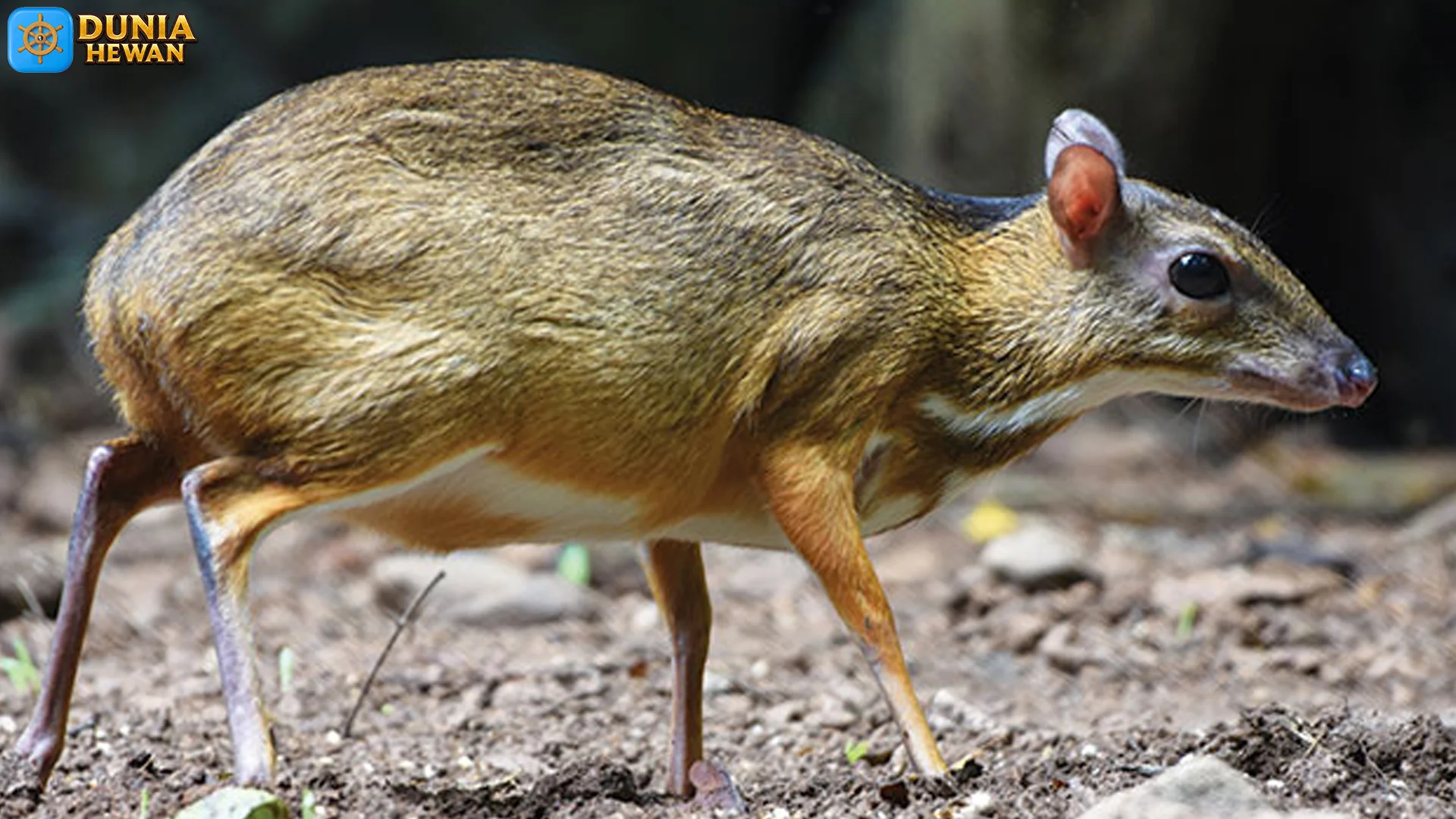 Kancil Di Hutan Tropis 5 Perilaku Menarik Yang Jarang Diketahui