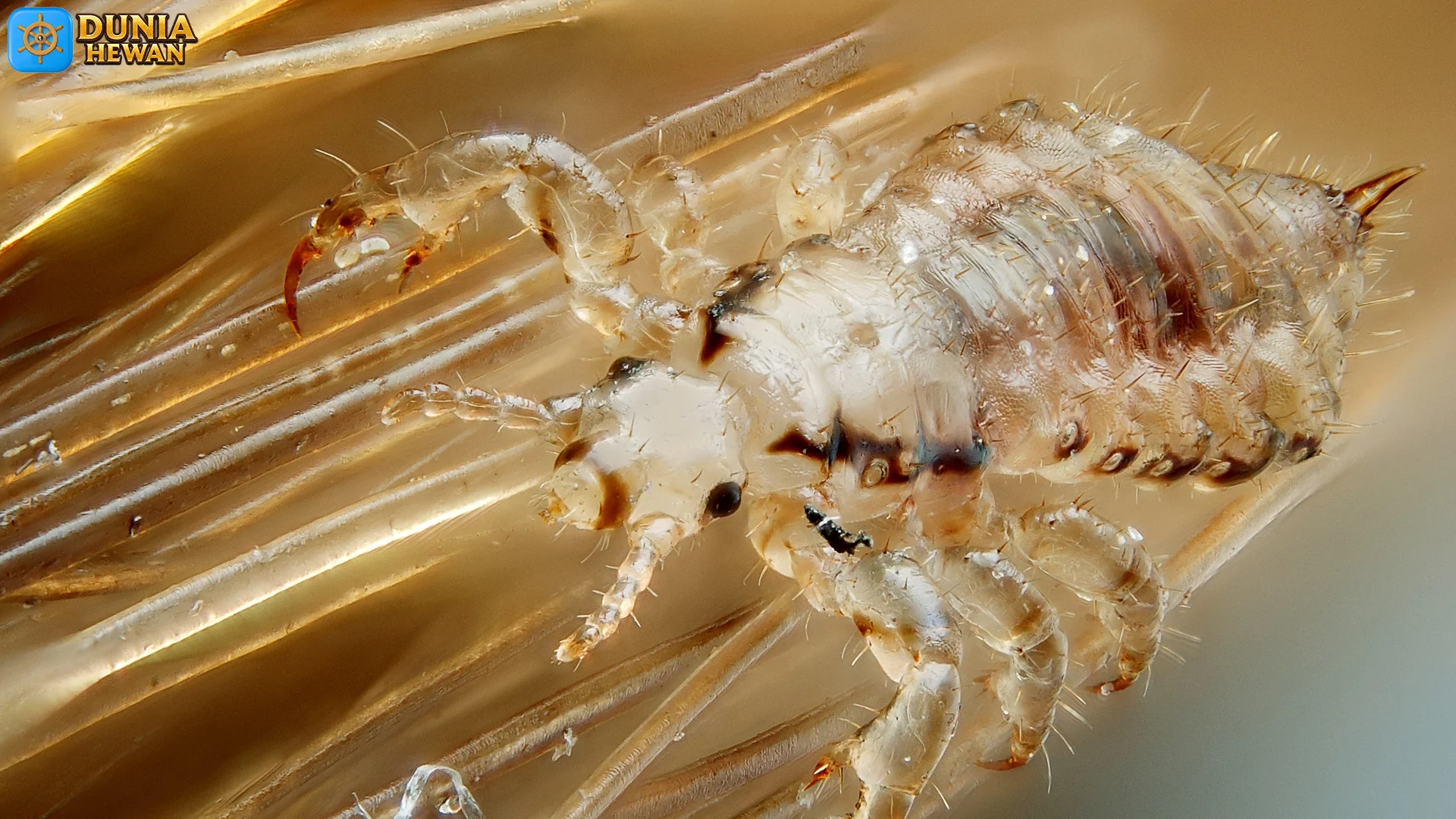 Cara Kutu 5 Bertahan Hidup pada Berbagai Habitat dan Lingkungan 2 Cara Kutu 5 Bertahan Hidup pada Berbagai Habitat dan Lingkungan