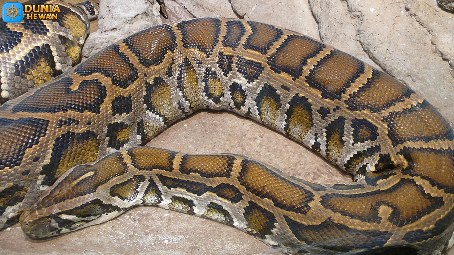 5 Bukti Ular Sanca India yang Membuat Peneliti Satwa Terpesona