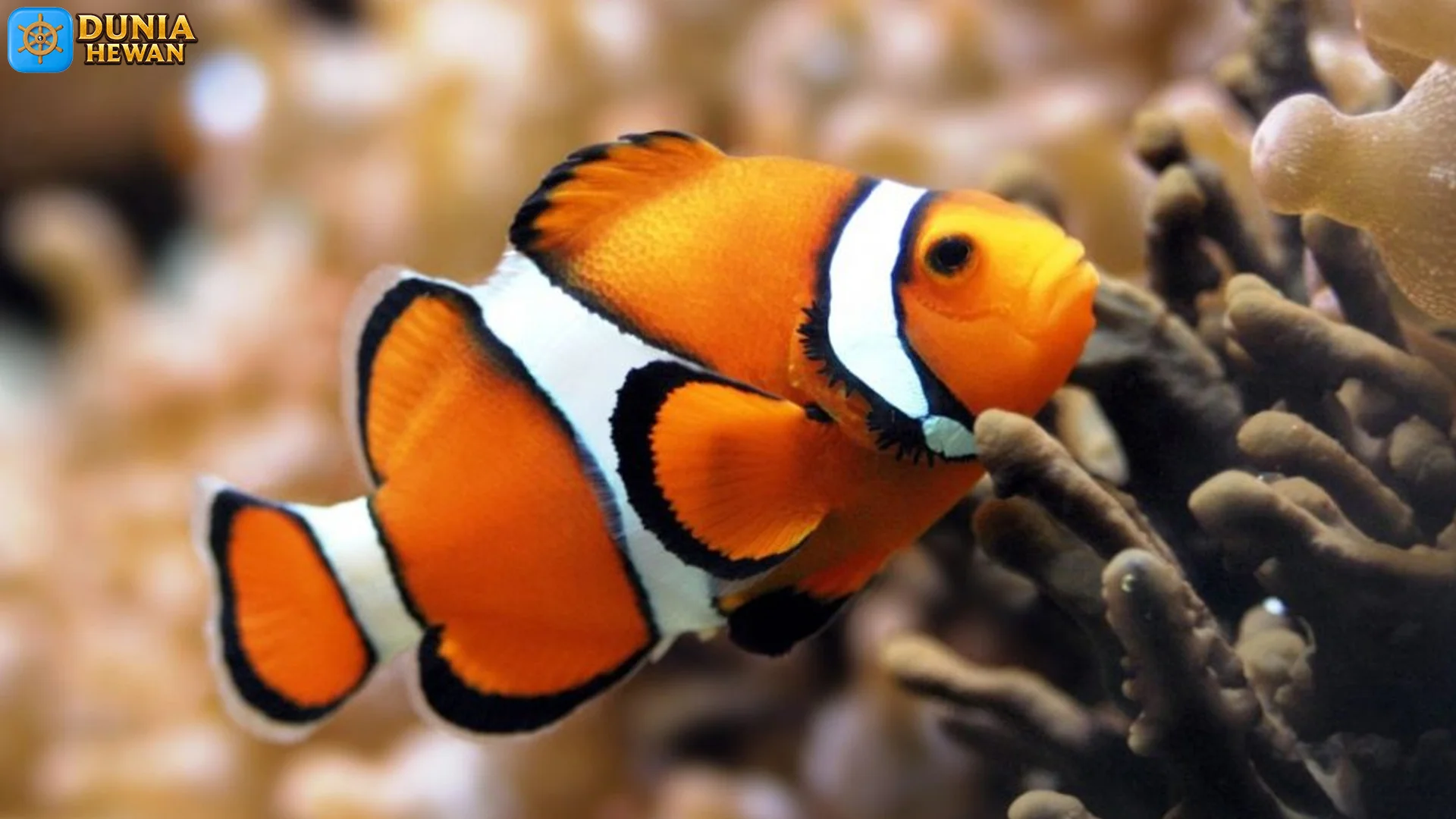 5 Adaptasi Hewan Ikan Badut Di Lingkungan Terumbu Karang