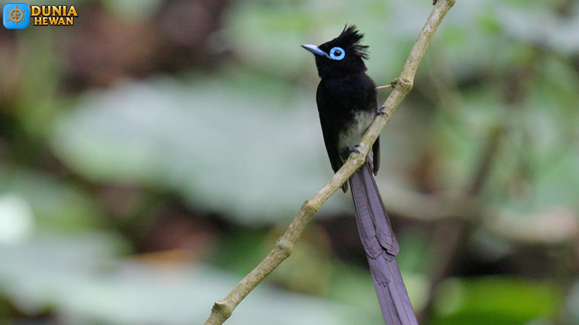 Hewan Seriwang Hitam Memiliki 5 Bukti Menarik Yang Jarang Diketahui