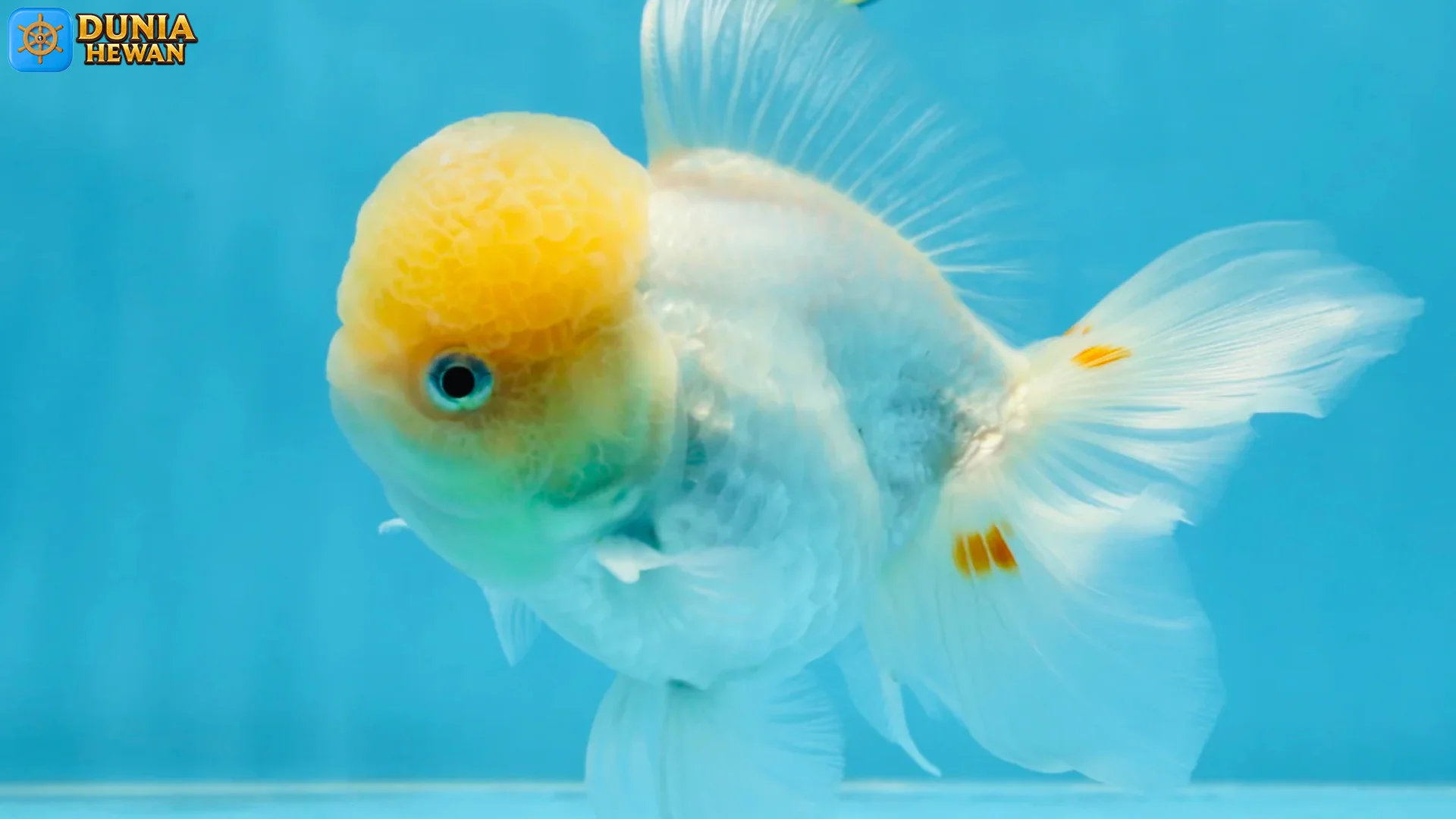 5 Fakta Menarik Tentang Ikan Oranda Yang Jarang Diketahui