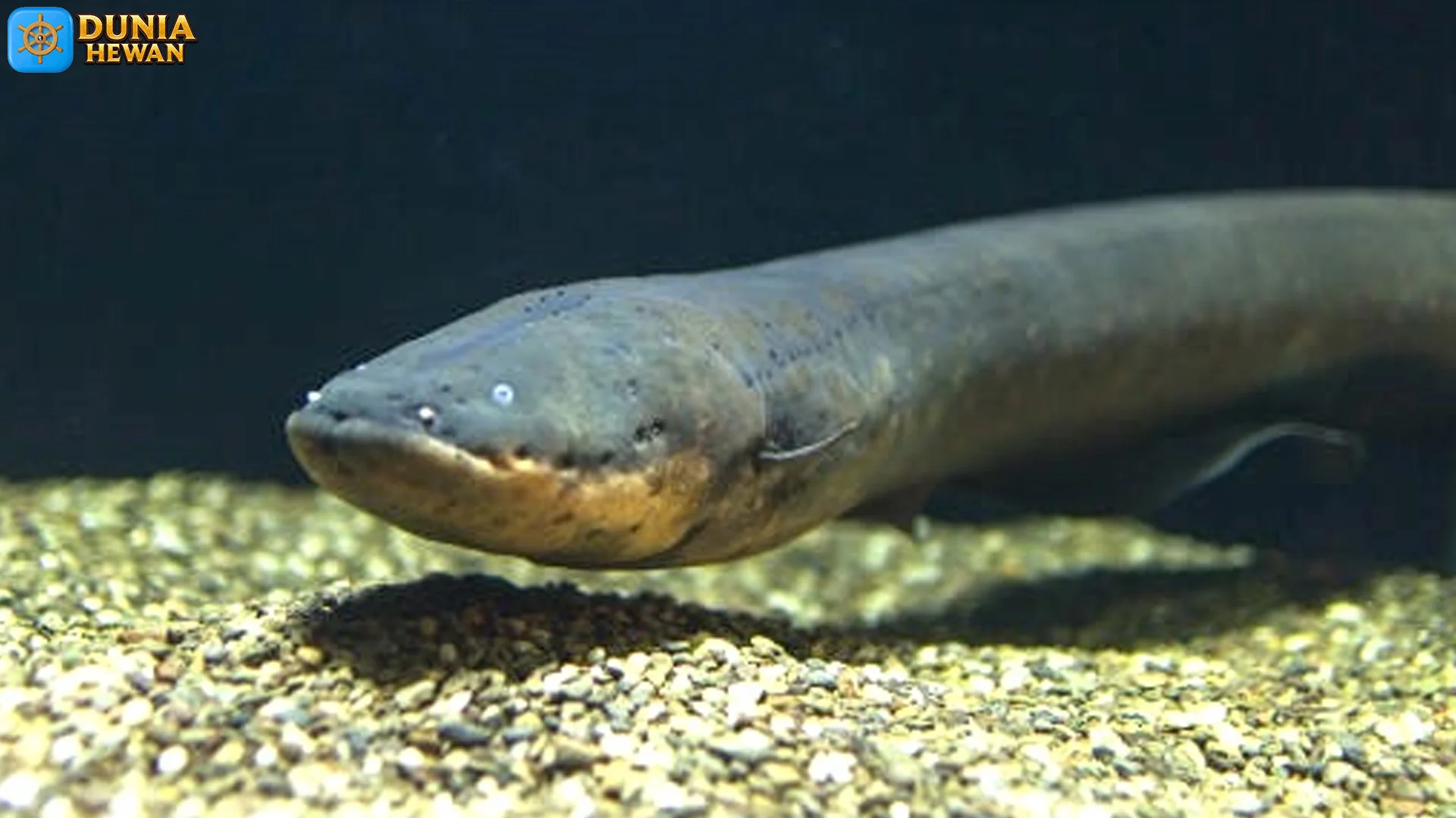 5 Keistimewaan Belut Listrik Yang Membuat Hewan Ini Sangat Ikonik