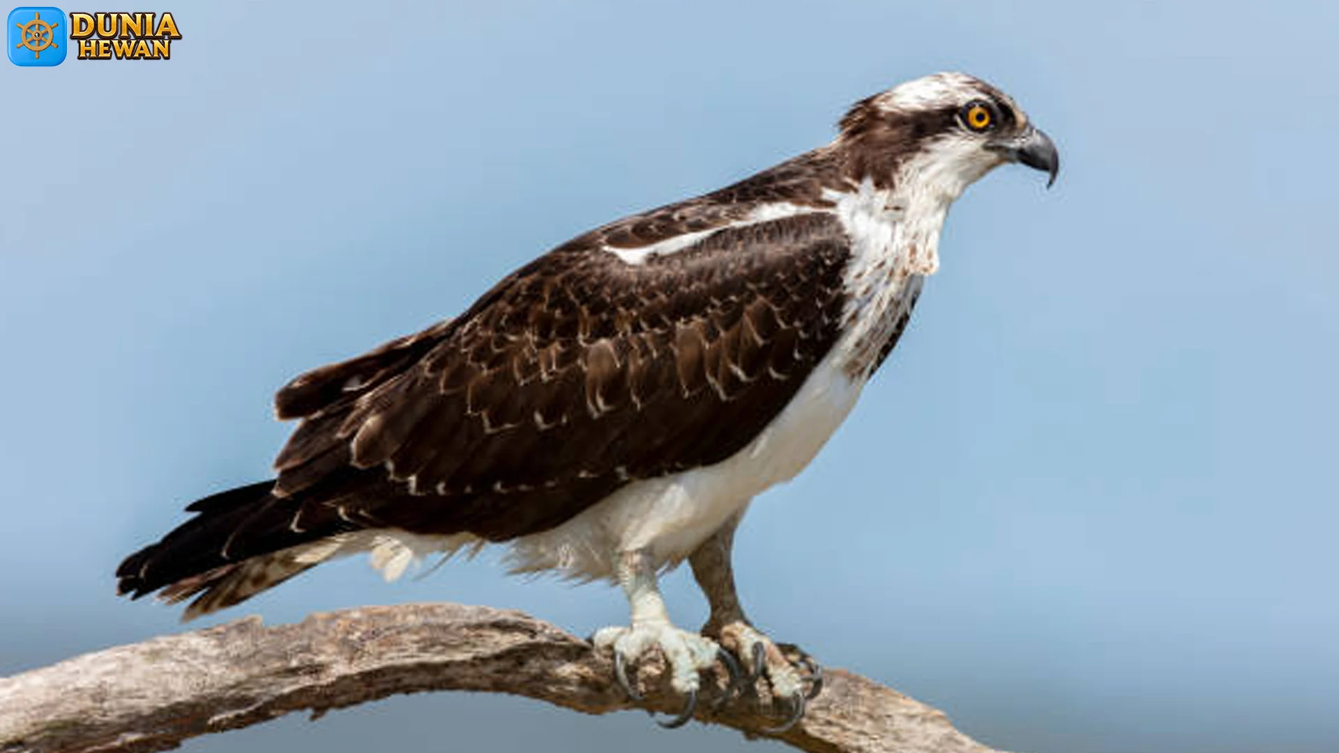 Elang Tiram 5 Bukti Tentang Karakteristik Baru dan Adaptasi Lingkungan