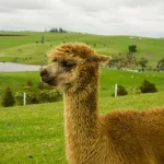 Alpaka Adaptasi Tubuh Yang Membuat Hewan Ini Jadi Ikon