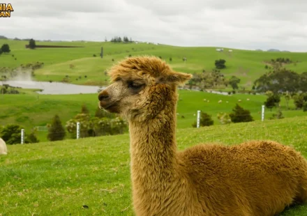 Alpaka Adaptasi Tubuh Yang Membuat Hewan Ini Jadi Ikon