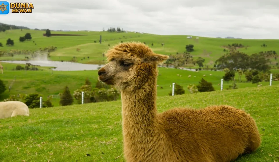 Alpaka Adaptasi Tubuh Yang Membuat Hewan Ini Jadi Ikon Alpaka Adaptasi Tubuh Yang Membuat Hewan Ini Jadi Ikon