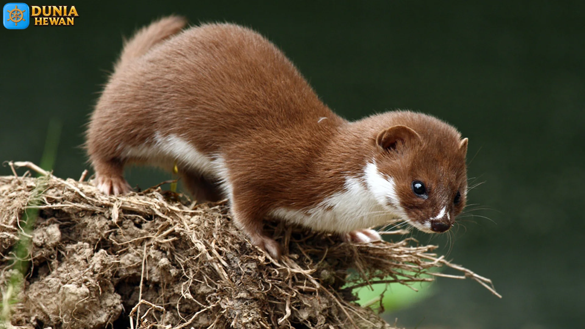 Dunia Cerpelai dan 5 Kehebatan Predator Kecil di Alam Liar Hutan