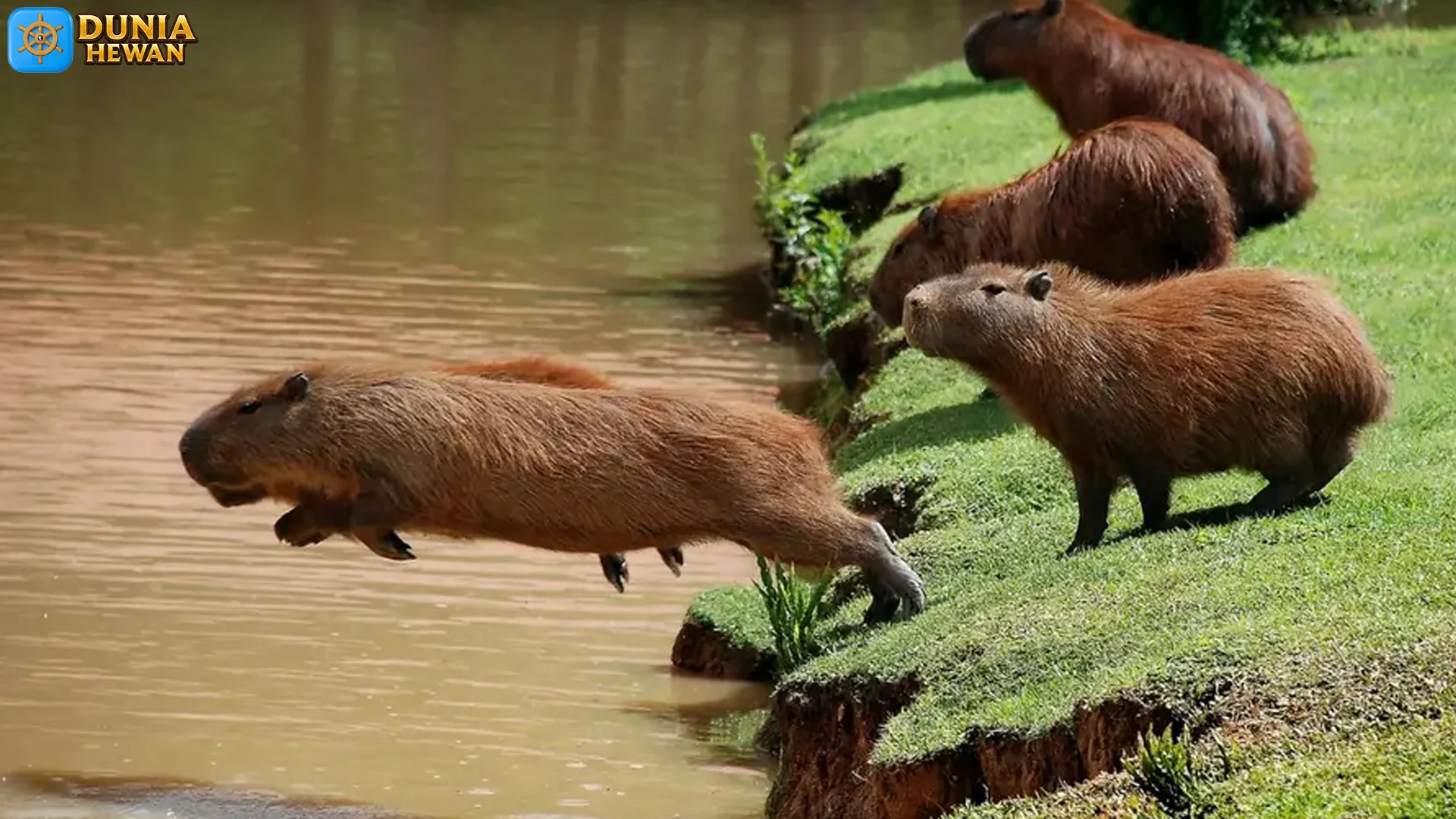 Hewan Kapibara Memiliki 5 Kebiasaan Sosial Yang Menarik Diamati