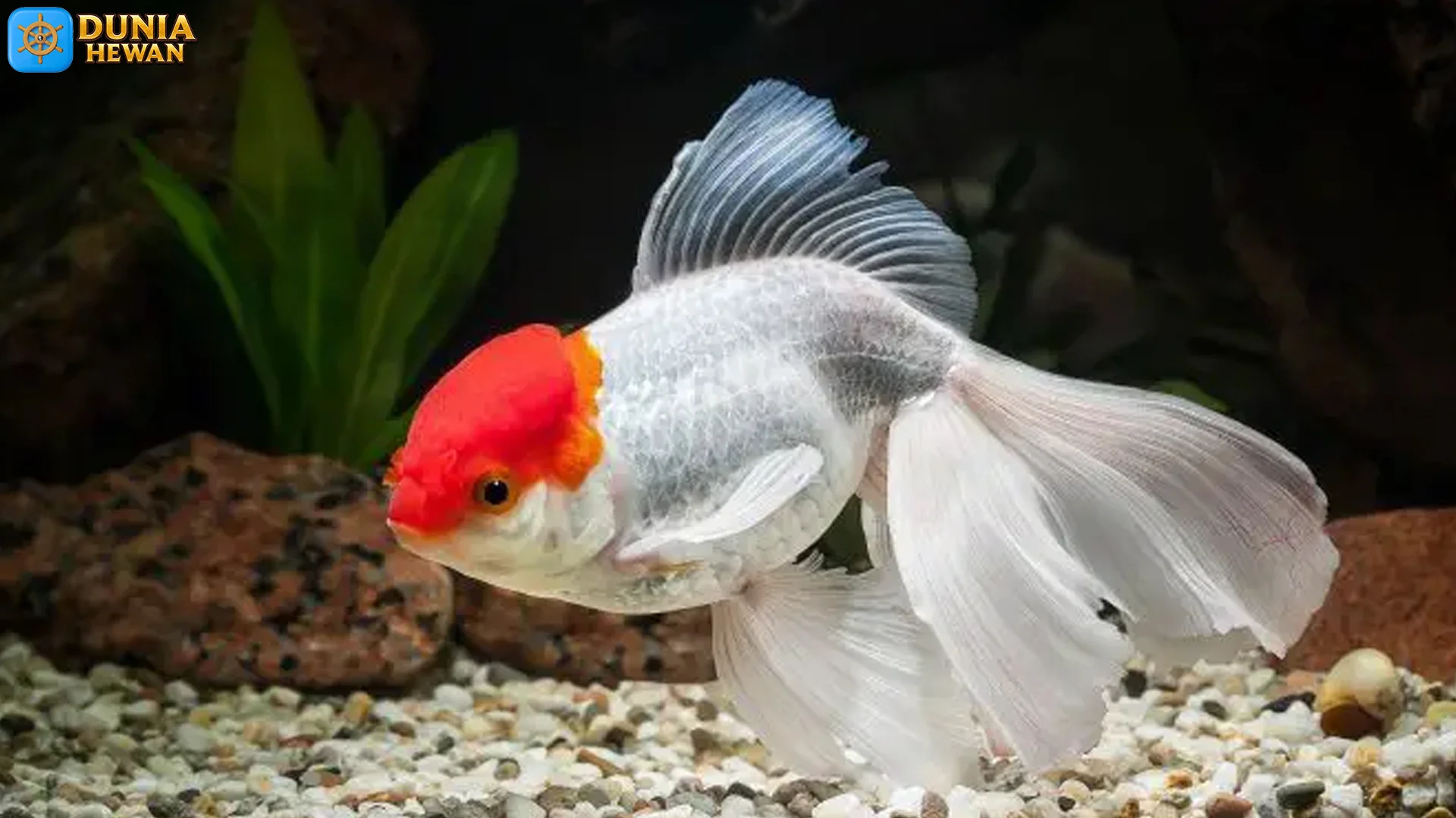 5 Fakta Menarik Tentang Ikan Oranda Yang Jarang Diketahui