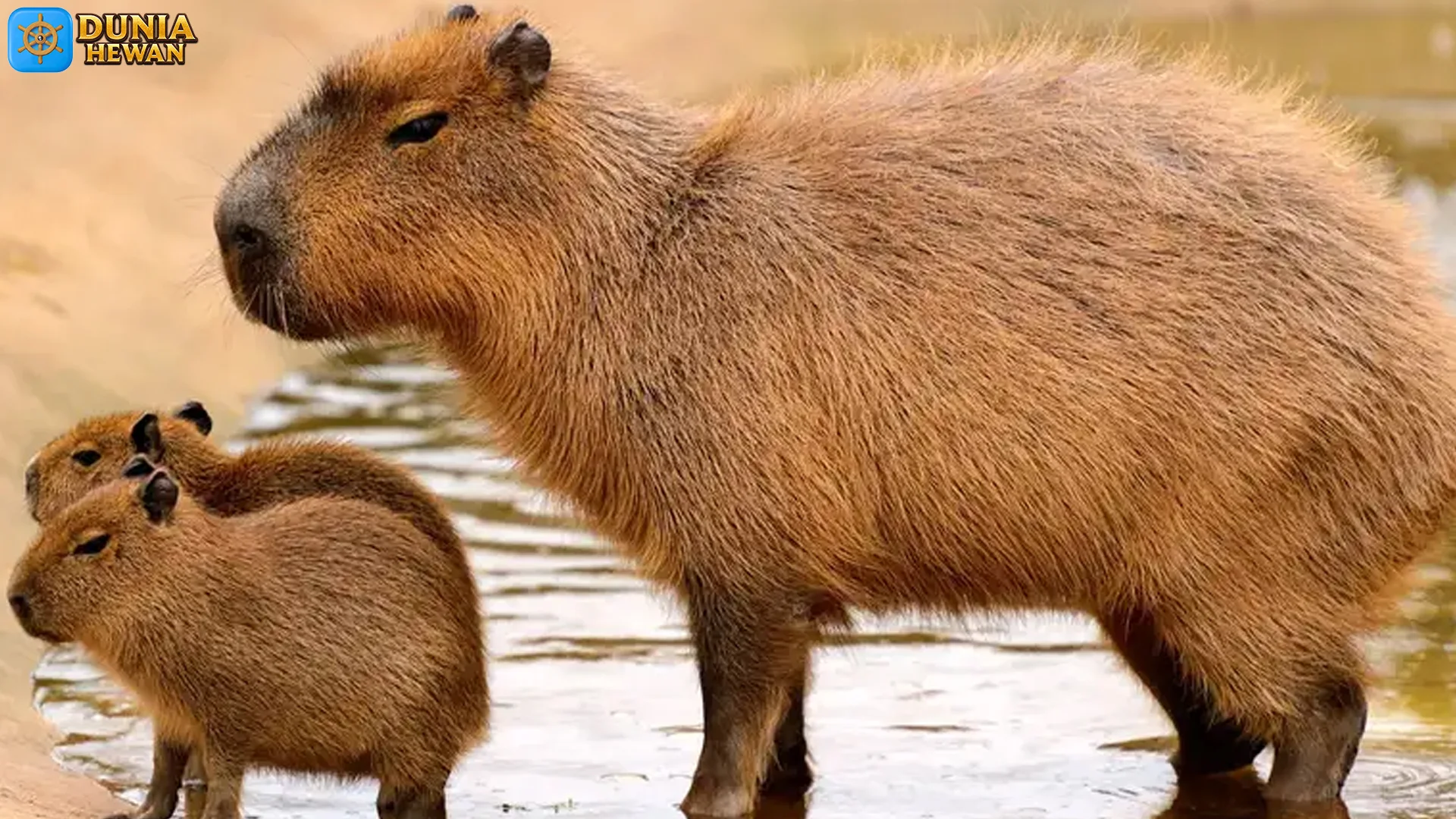 Hewan Kapibara Memiliki 5 Kebiasaan Sosial Yang Menarik Diamati