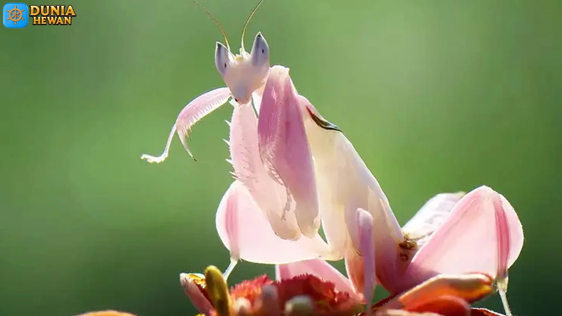 5 Strategi Bertahan Hidup Belalang Anggrek di Habitat Alami