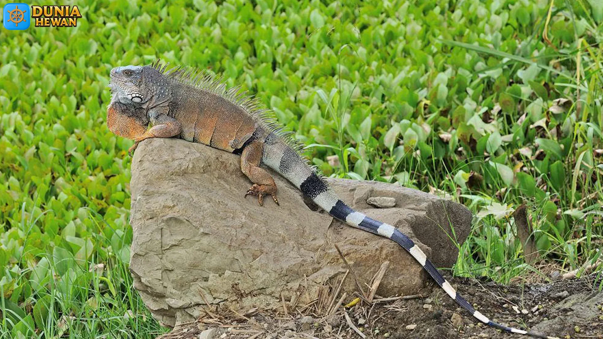 Squamata 5 Perilaku Hewan Reptil yang Bisa Diamati di Habitat Asli 2 Squamata 5 Perilaku Hewan Reptil yang Bisa Diamati di Habitat Asli