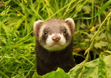 Cerpelai Cara Bertahan Hidup di Berbagai Habitat Ekstrem