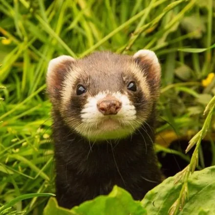 Cerpelai Cara Bertahan Hidup di Berbagai Habitat Ekstrem