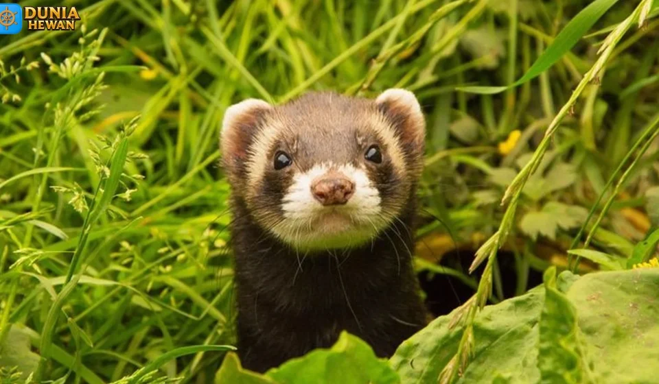 Cerpelai Cara Bertahan Hidup di Berbagai Habitat Ekstrem